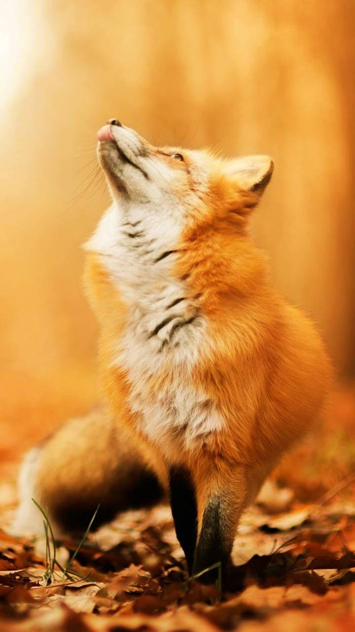 720x1280 Autumn Fox wallpaper