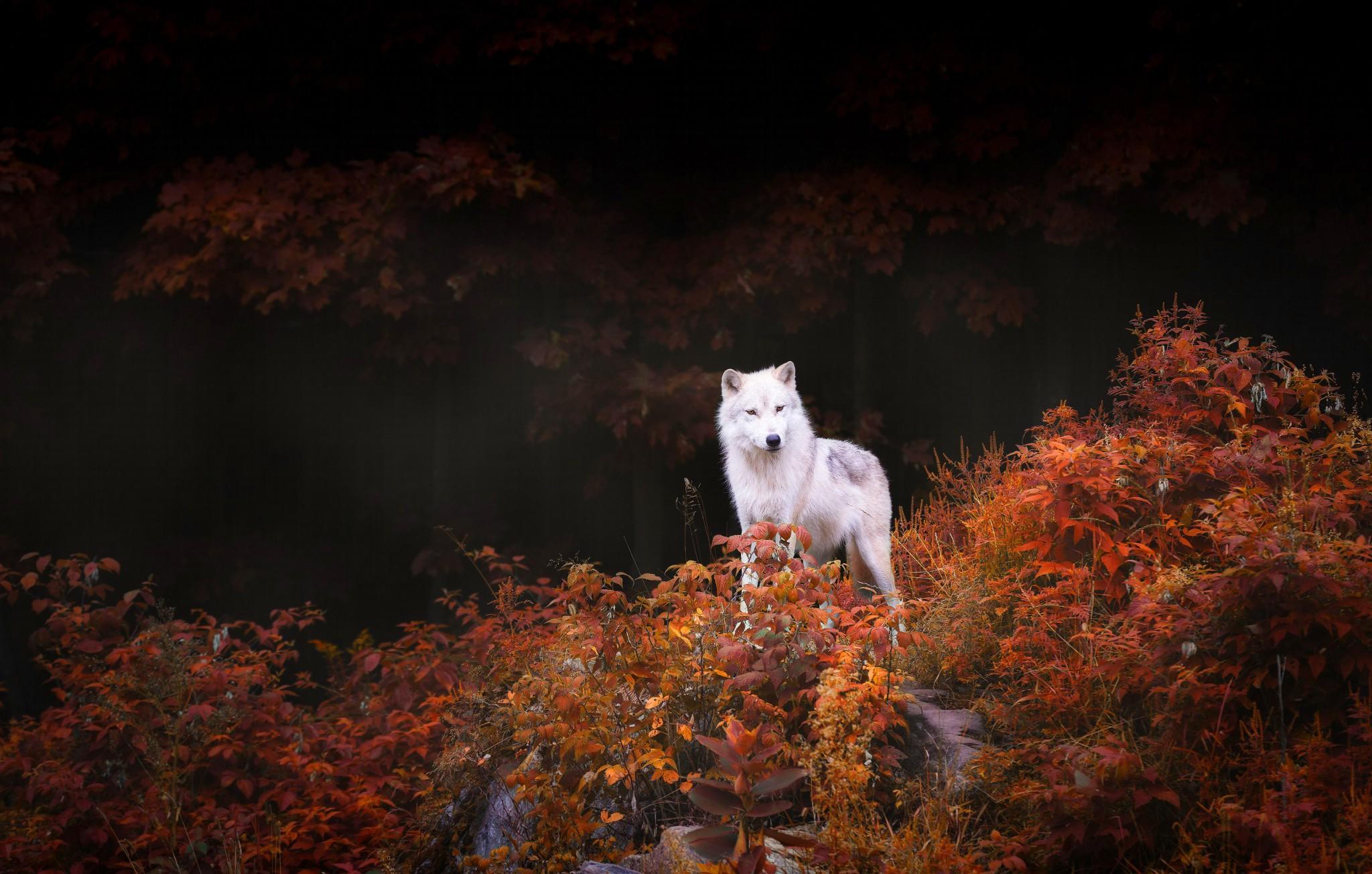 2048x1305 Wolf Wallpaper Nature