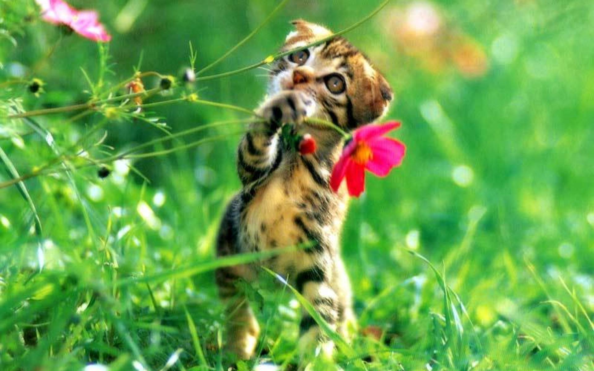 Spring Cat Wallpapers - Top Free Spring Cat Backgrounds - WallpaperAccess