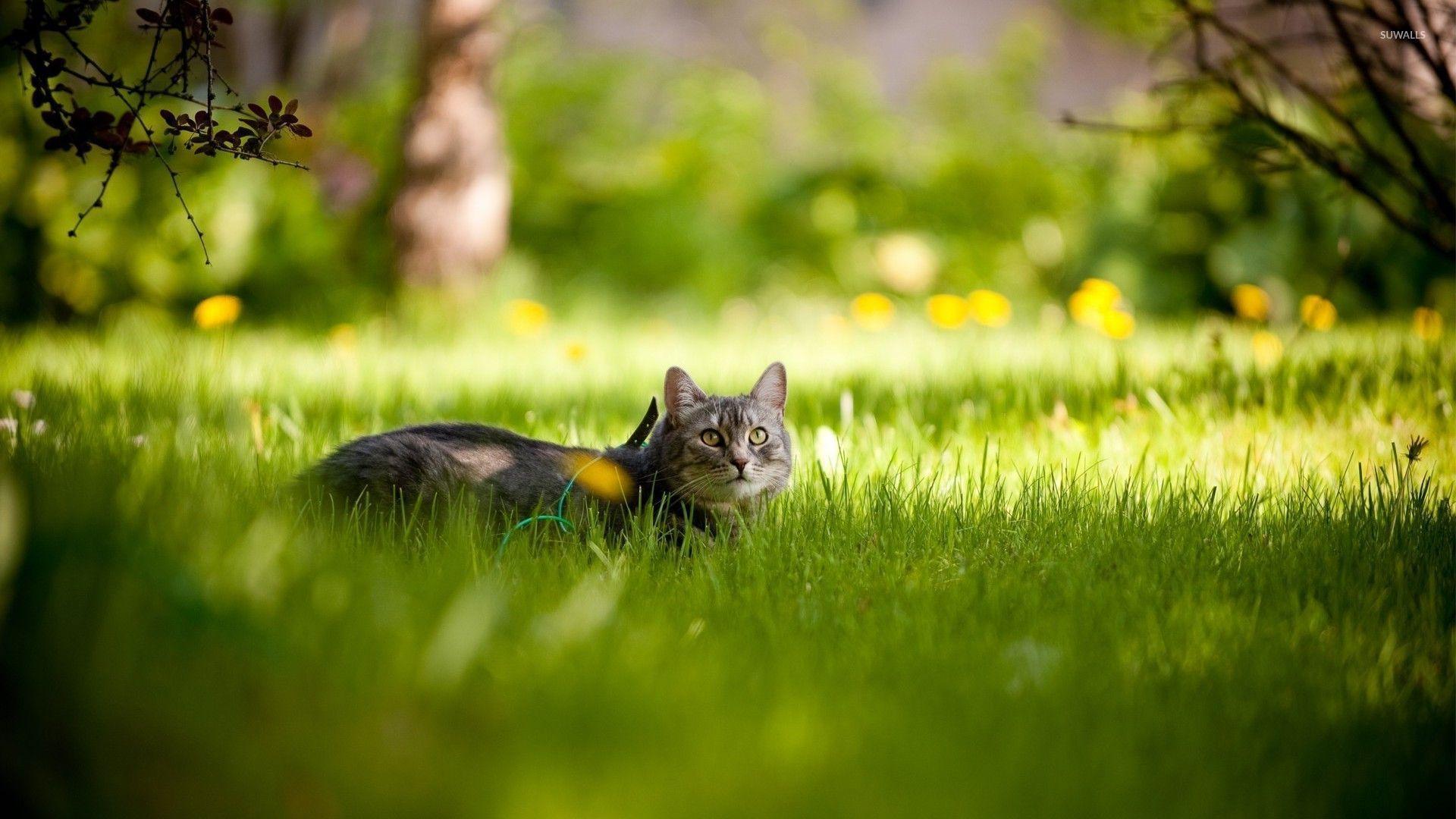Spring Cat Wallpapers - Top Free Spring Cat Backgrounds - WallpaperAccess