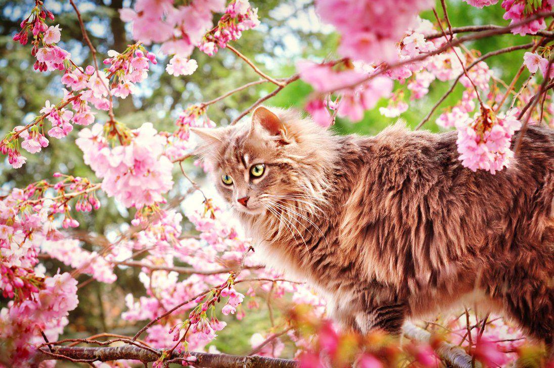 Spring Cat Wallpapers - Top Free Spring Cat Backgrounds - WallpaperAccess