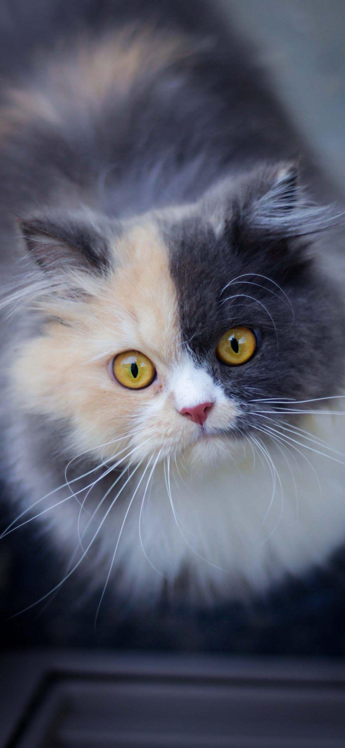1183x2560 Cute Cat Wallpaper