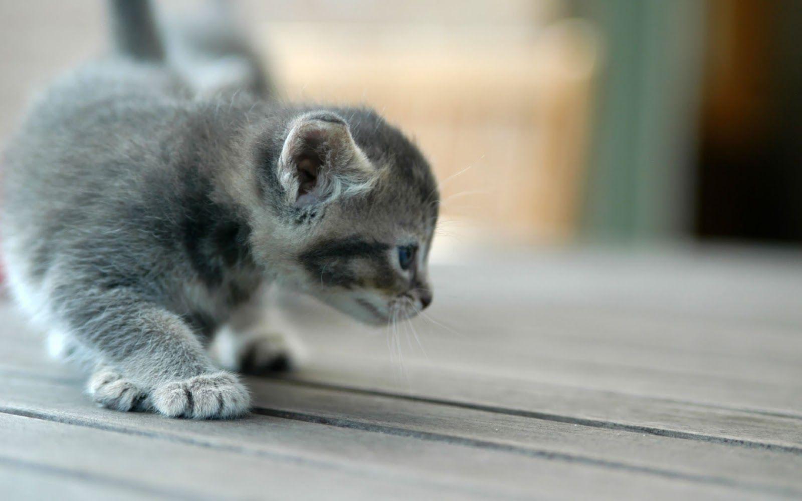 1600x1000 Grey Cats Wallpaper 10815 1600x1000px
