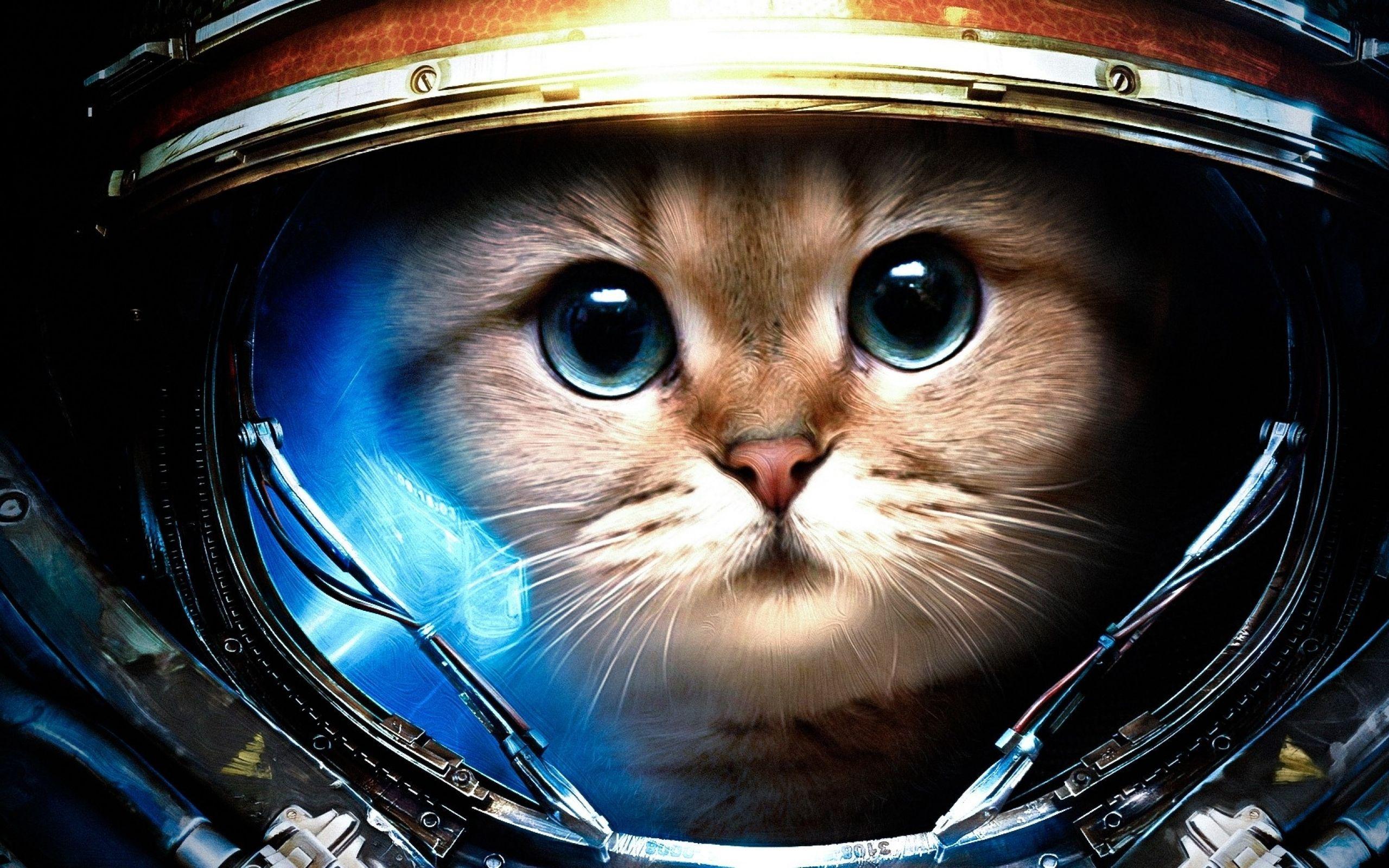 2560x1600 mèo động vật mũ bảo hiểm starcraft ii thao tác ảnh Art HD Wallpaper.  Starcraft, Chuột, Trò chơi