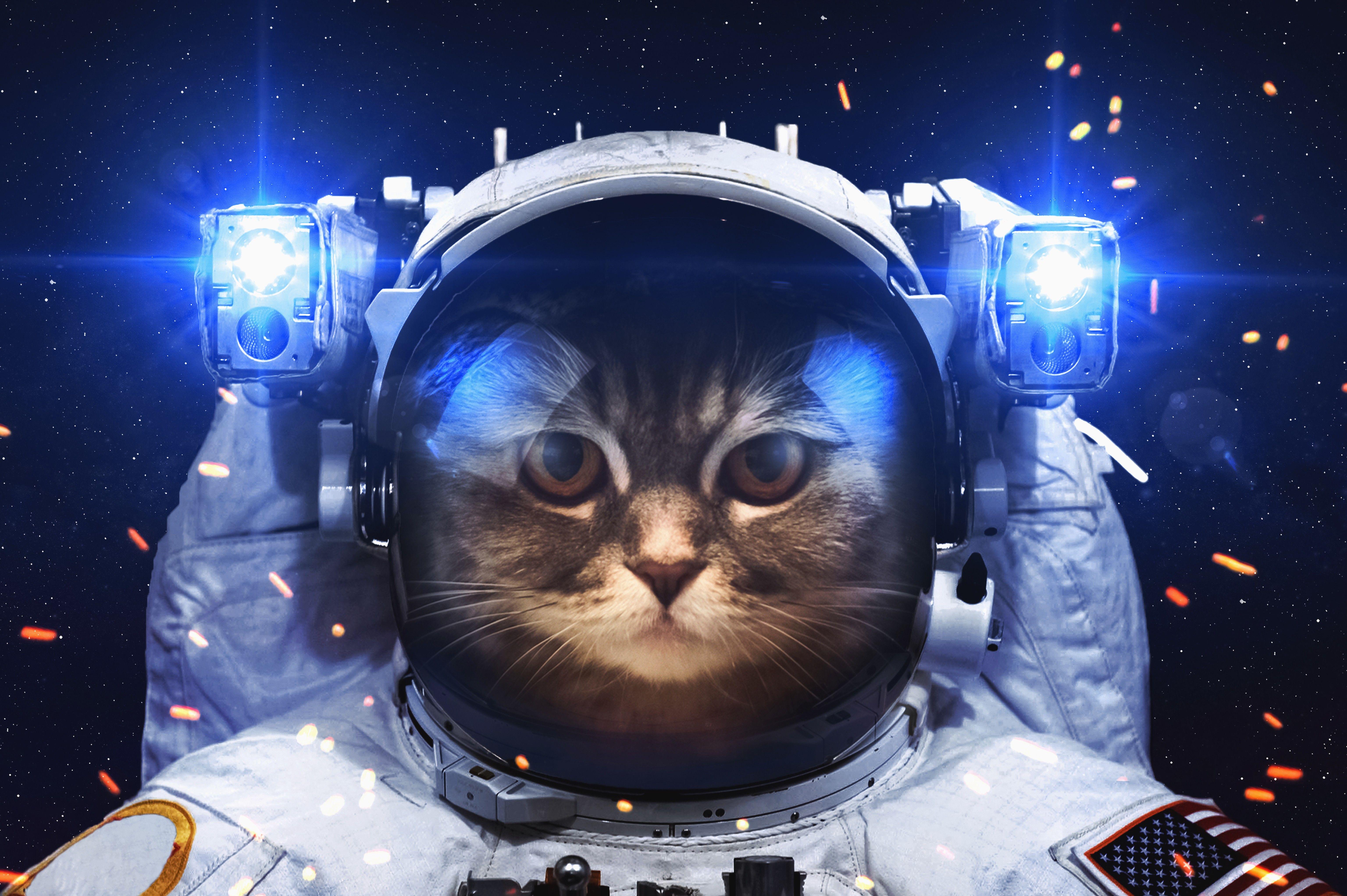 6144x4088 # du hành vũ trụ, # không gian, # mèo, hình nền Hình nền máy tính để bàn HD