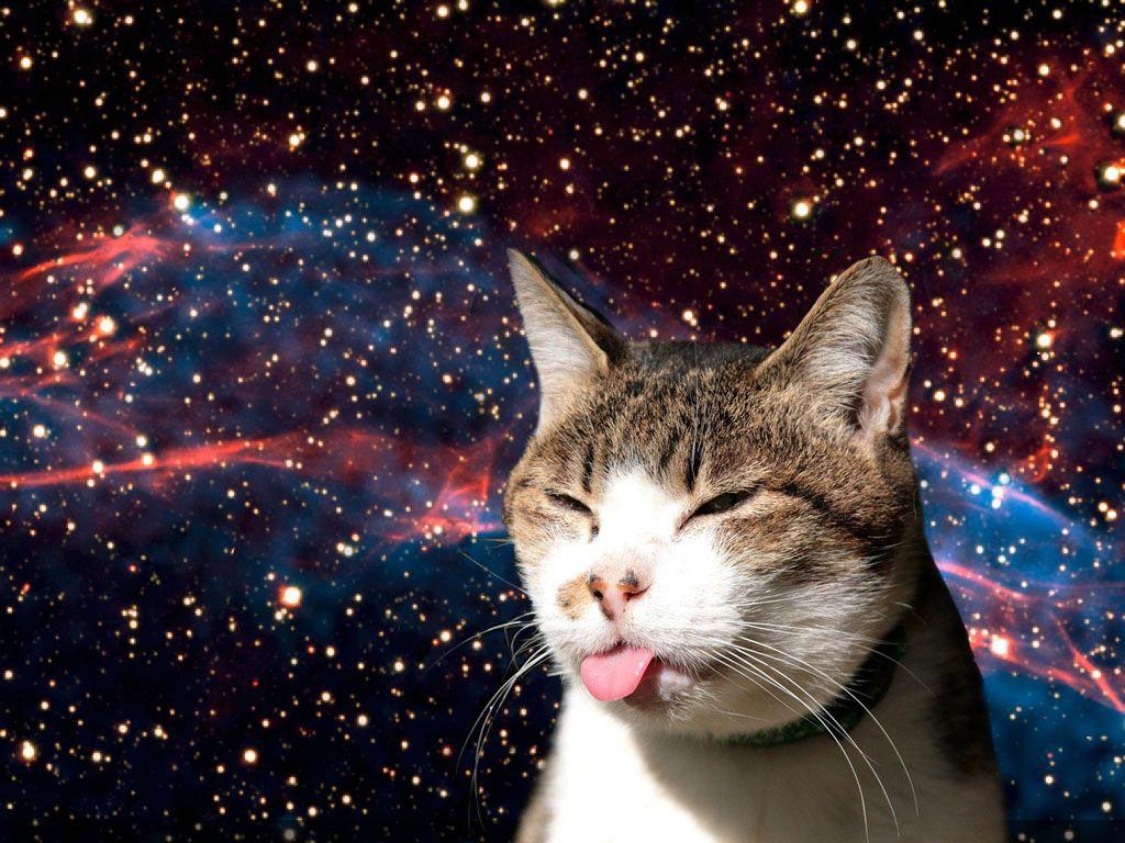 1024x768 Tải xuống miễn phí Cats in Space Hình nền Hình ảnh Hình ảnh Findpik [1024x768] cho Máy tính để bàn, Di động & Máy tính bảng của bạn.  Khám phá Space Cat Wallpaper.  Space Cats Hình nền HD, Hình nền HD Outer Space, Hình nền Space Kitty