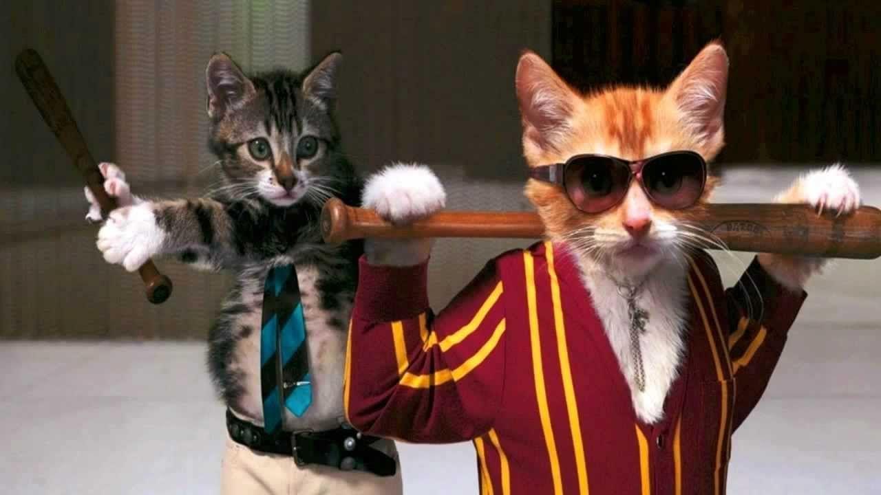 1280x720 Boris Brejcha's The Funky Shit [Original Mix]. Funny cat wallpaper, Cat animal picture, Funny cat image