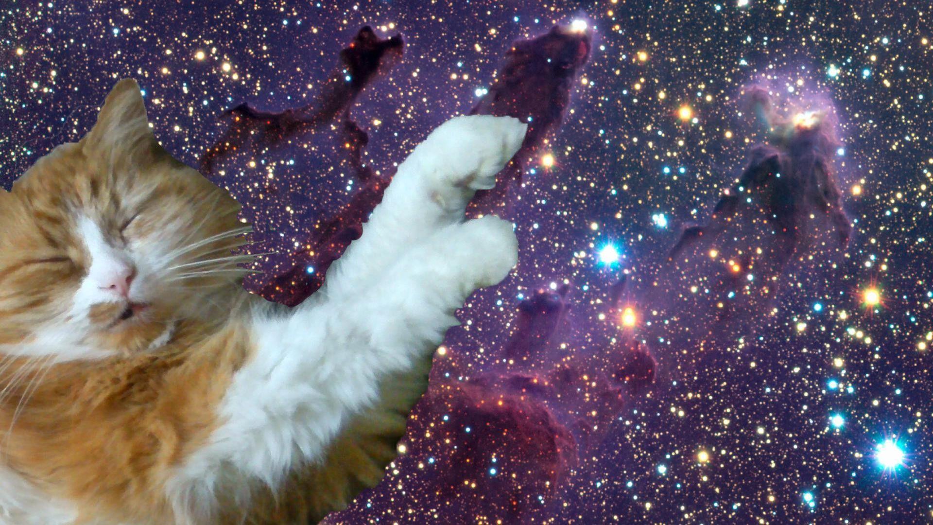 1920x1080 Space Cat hình nền.  Tiểu sử.  Ảnh.  Hình ảnh.  Bức ảnh.  Máy tính YL