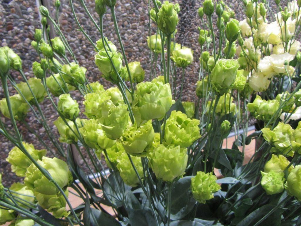 1024x768 Beautiful Eustoma (Irish Rose) in the garden Desktop wallpaper 1024x768