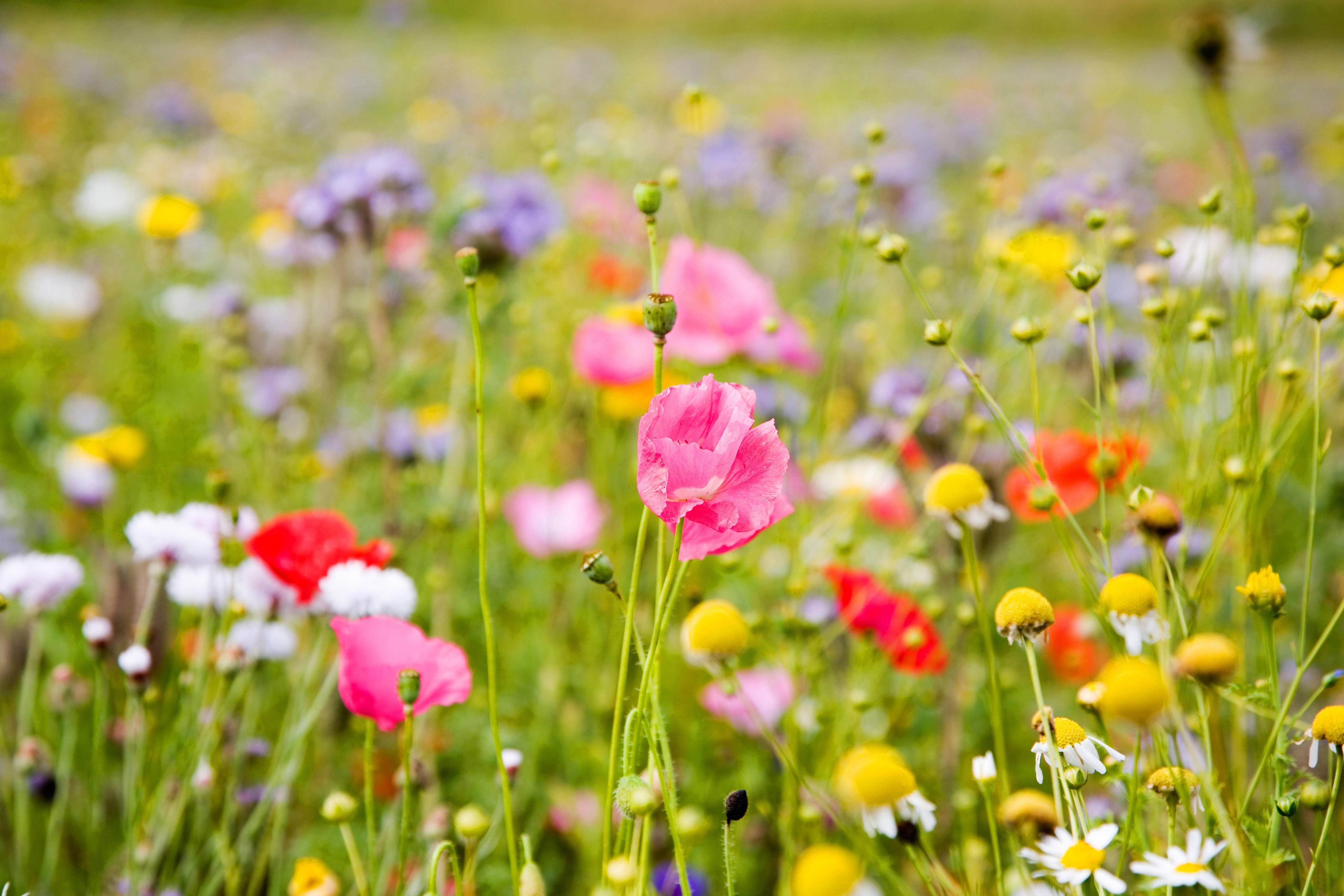Wildflowers Wallpapers Top Free Wildflowers Backgrounds WallpaperAccess