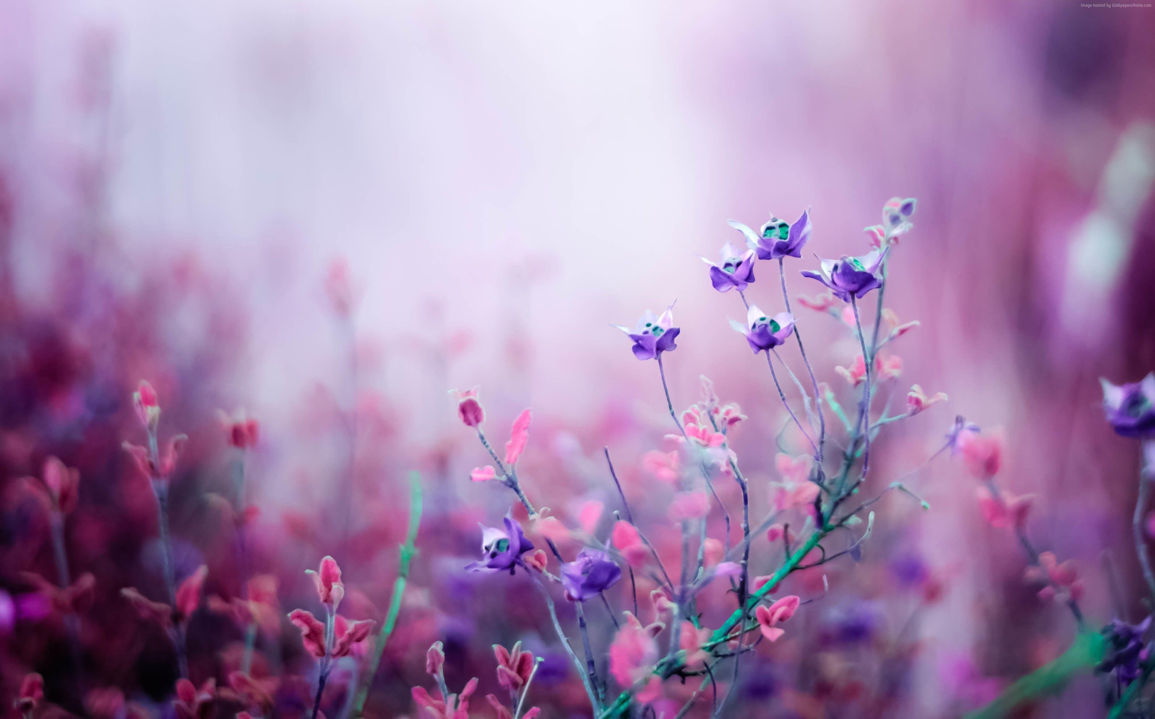 3740x2331 Hình nền hoa dại, Thiên nhiên / Hoa: Hoa dại, màu tím