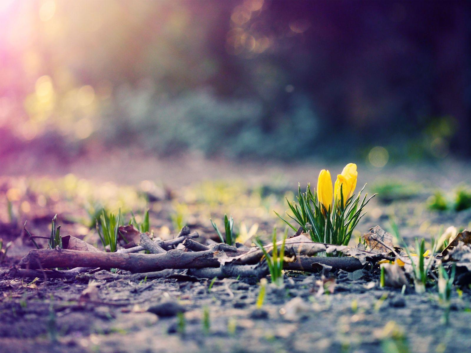 1600x1200 Free Download Nature Wallpaper High Resolution Spring With New Growing Flower HD [1600x1200] For Your Desktop, Mobile & Tablet. Explore Spring Wallpaper High Res. High Quality Wallpaper, Super High Resolution