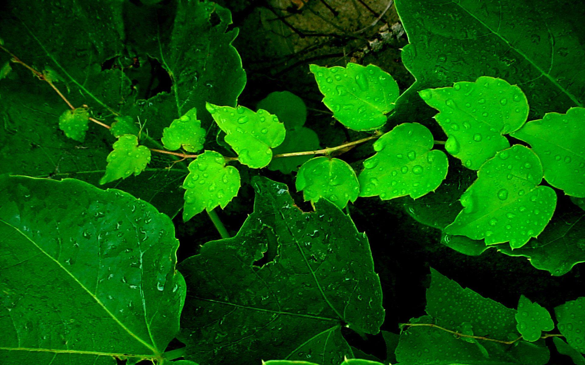 1920x1200 March, desktop, background, spring, wallpaper, smash, stpatsday