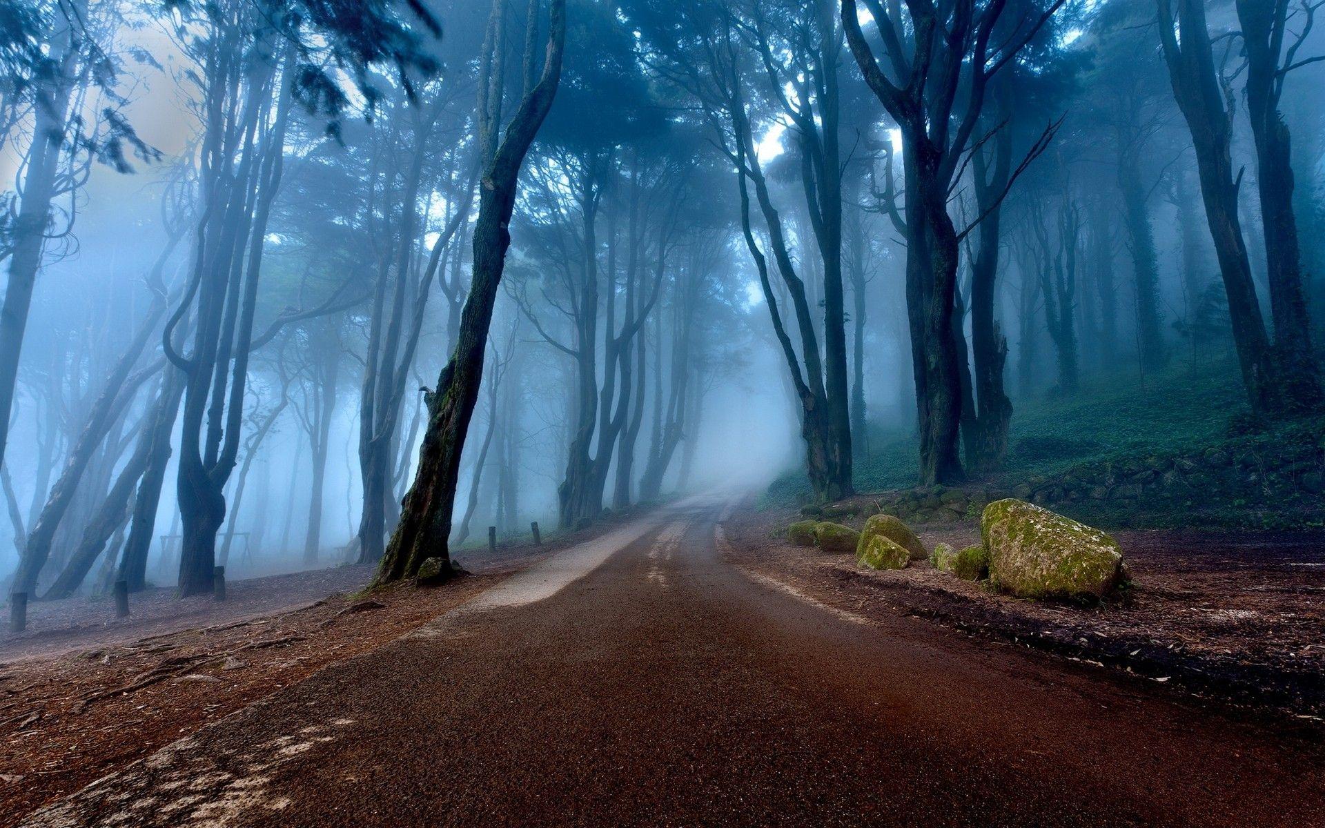 1920x1200 #morning, #mist, #road, #calm, #landscape, #Portugal, #trees, #forest, #nature, wallpaper. Mocah.org HD Desktop Wallpaper