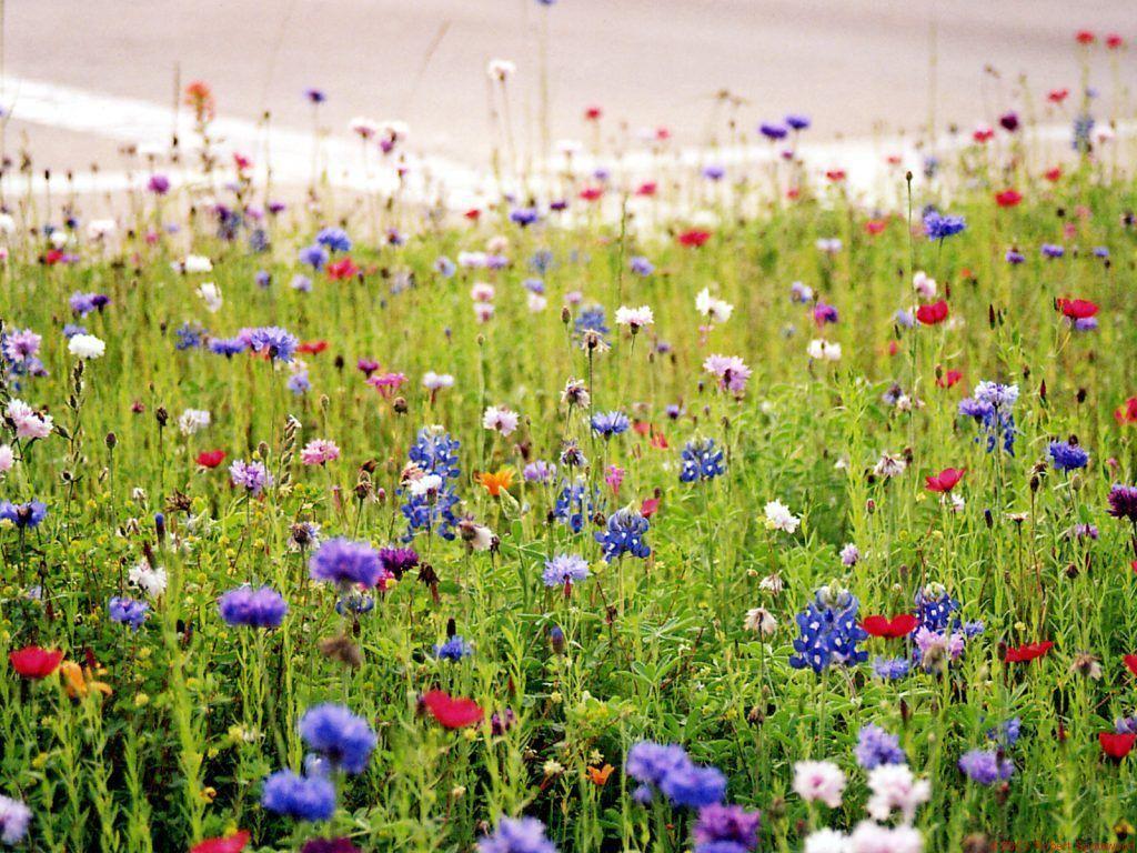 Wildflowers Wallpaper