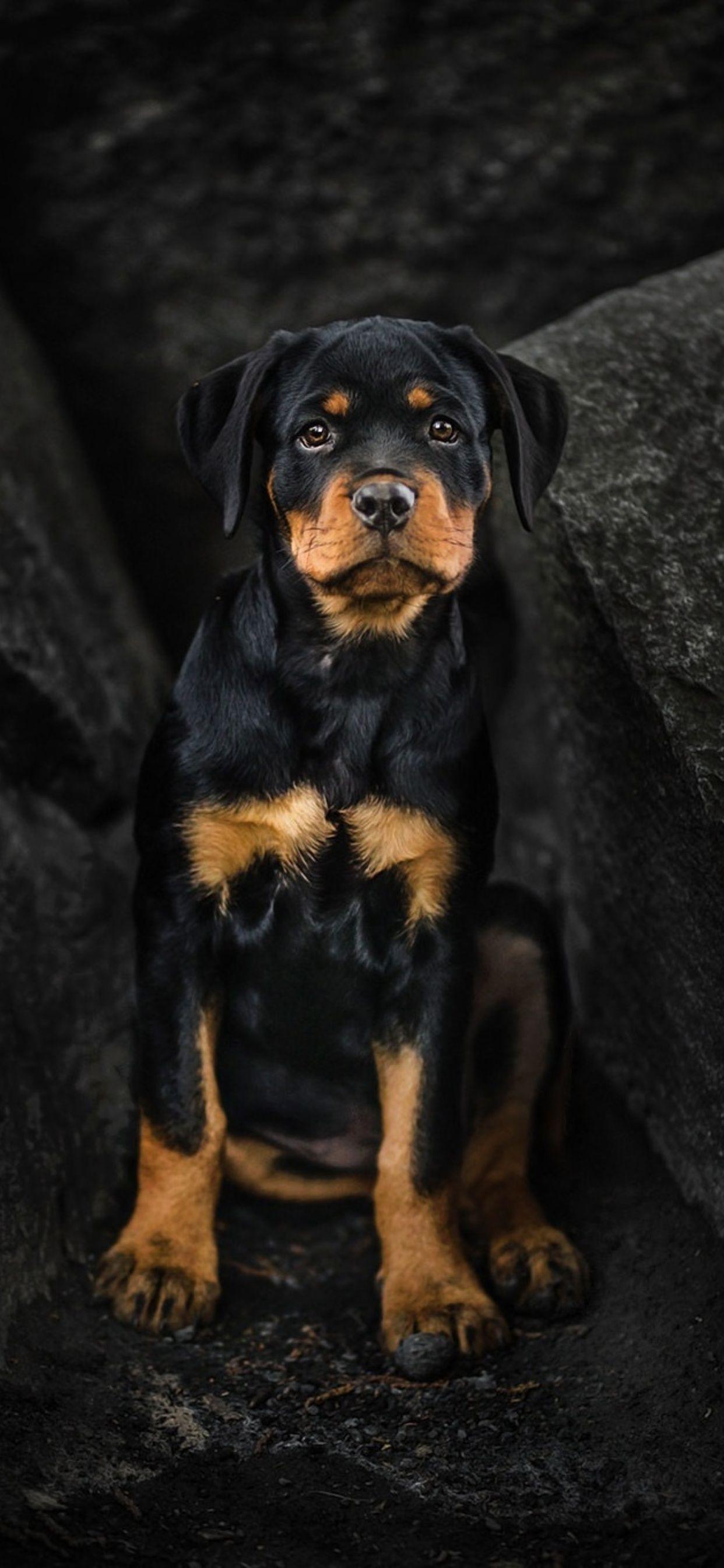 Rottweiler iPhone Wallpapers - Top Free