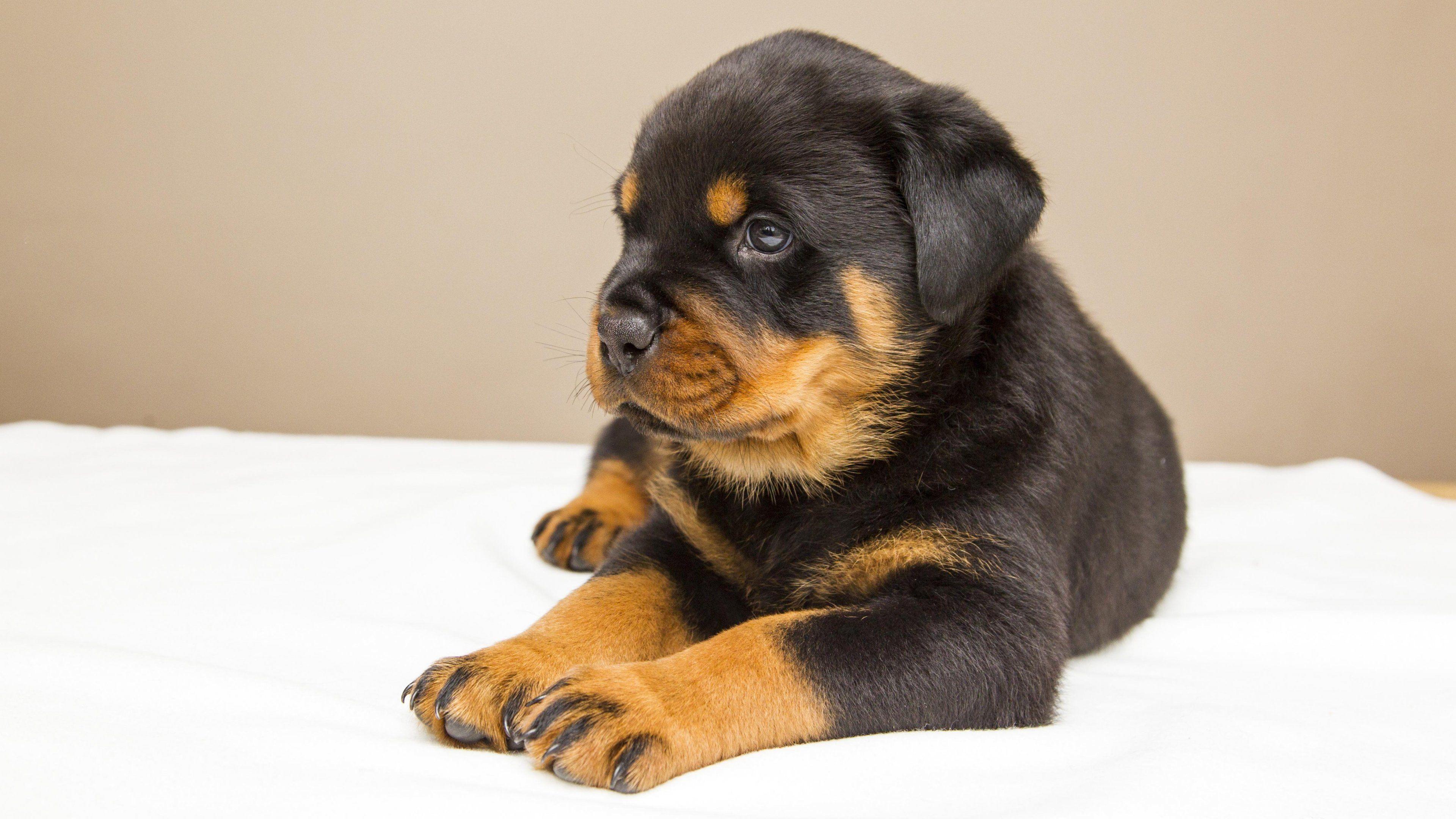 3840x2160 Rottweiler Puppy HD Wallpaper