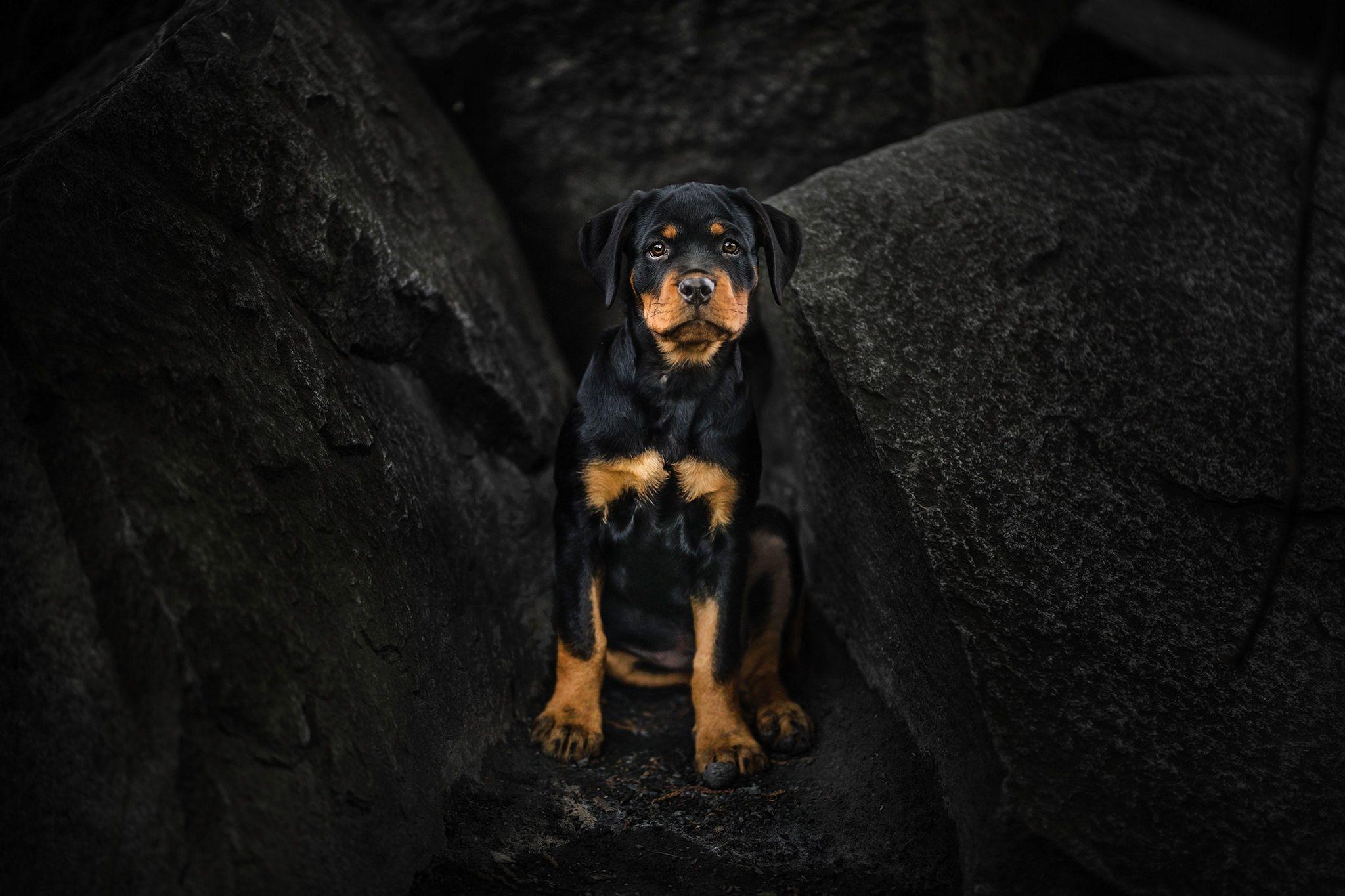 2048x1365 Rottweiler Puppy, HD Animals, 4k Wallpaper, Image, Background, Photo and Picture