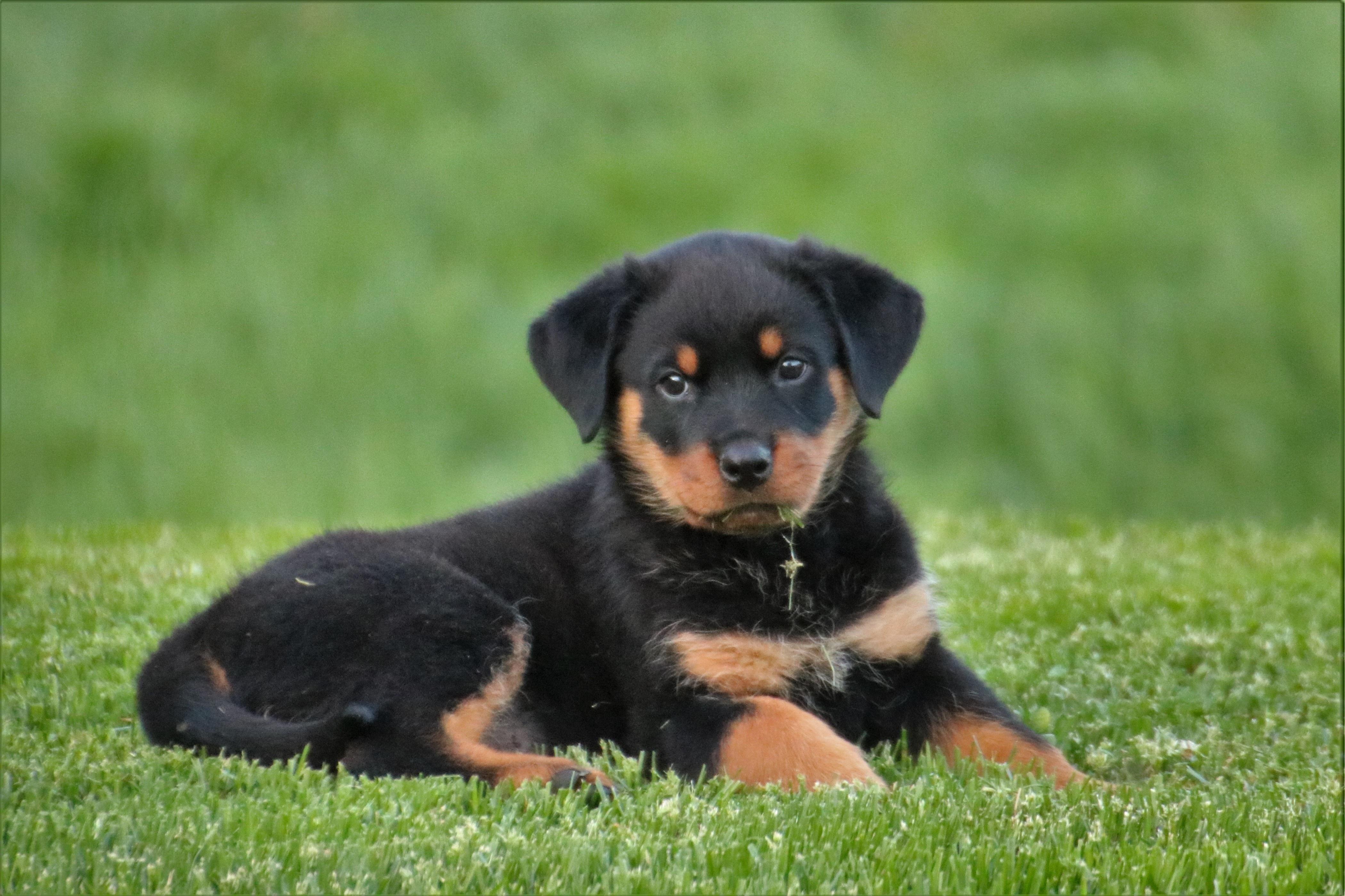 4200x2800 wallpaper rottweiler, puppy, dog HD : Widescreen : High Definition