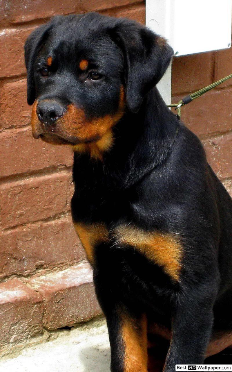 Rottweiler Iphone Wallpapers Top Free Rottweiler Iphone Backgrounds Wallpaperaccess