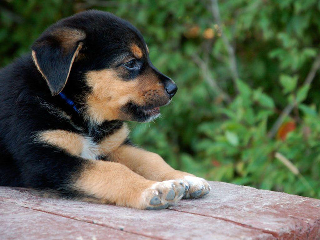 1024x768 Rottweiler Puppies Wallpaper HD 4 Cool HD Wallpaper Puppy HD Wallpaper