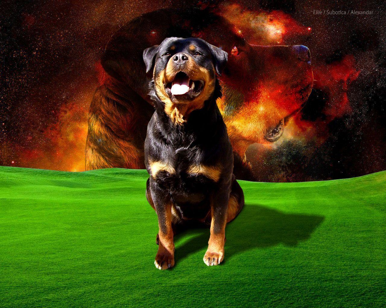 1280x1024 Rottweiler Puppies Wallpaper Hd