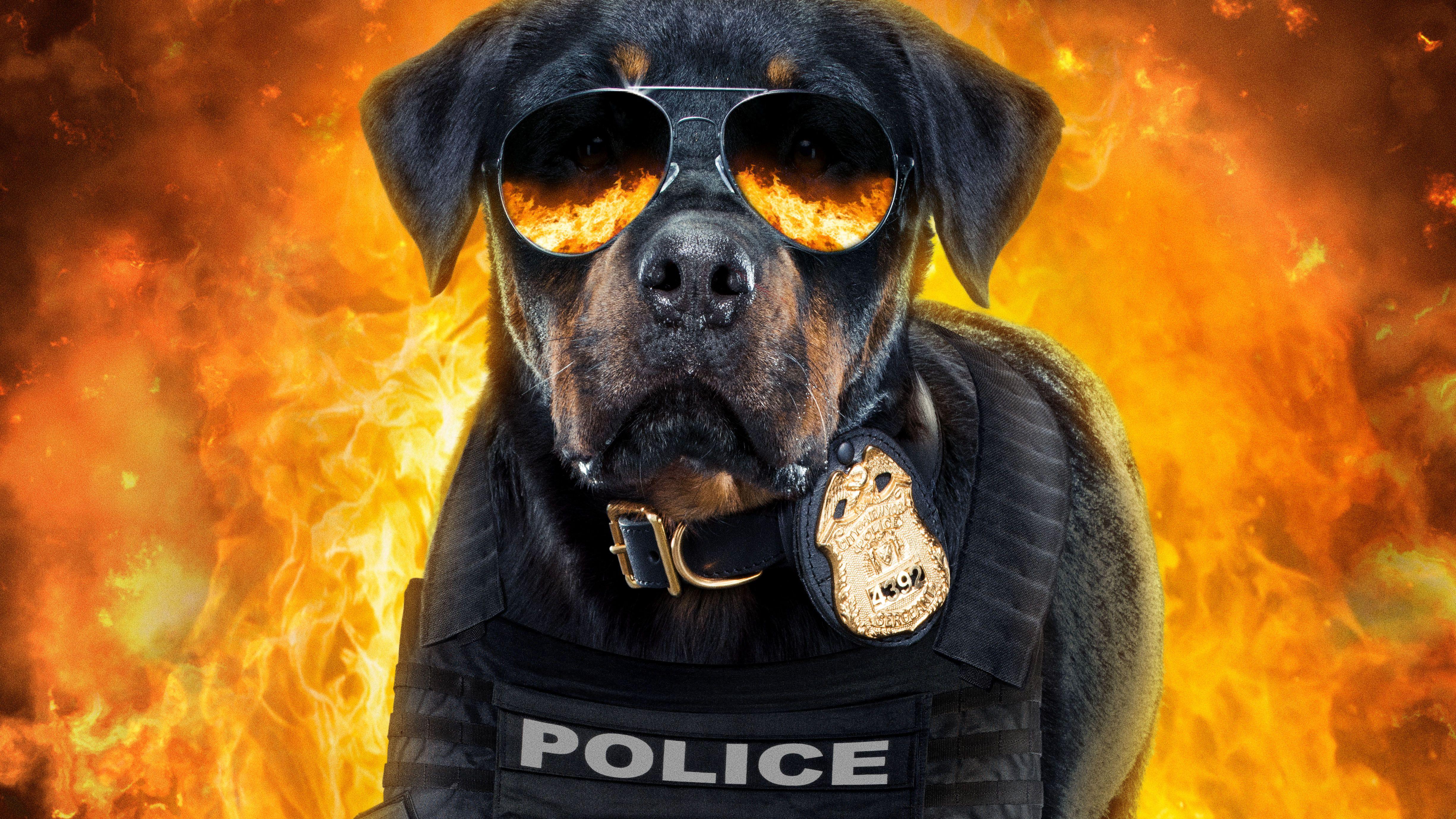 4900x2756 Show Dogs 5k Poster, HD Movies, 4k Wallpaper, Image, Background, Photo and Picture