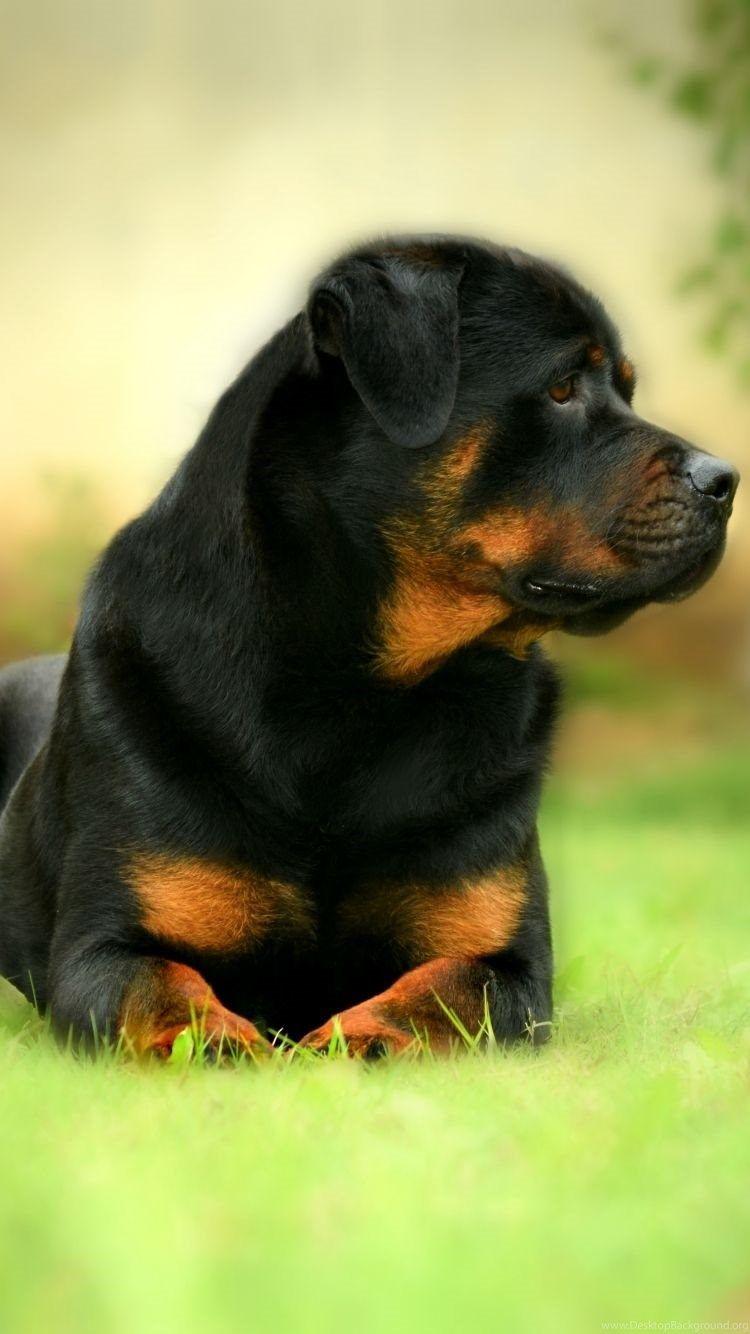 750x1334 IPhone 6 Animal Rottweiler Wallpaper Desktop Background