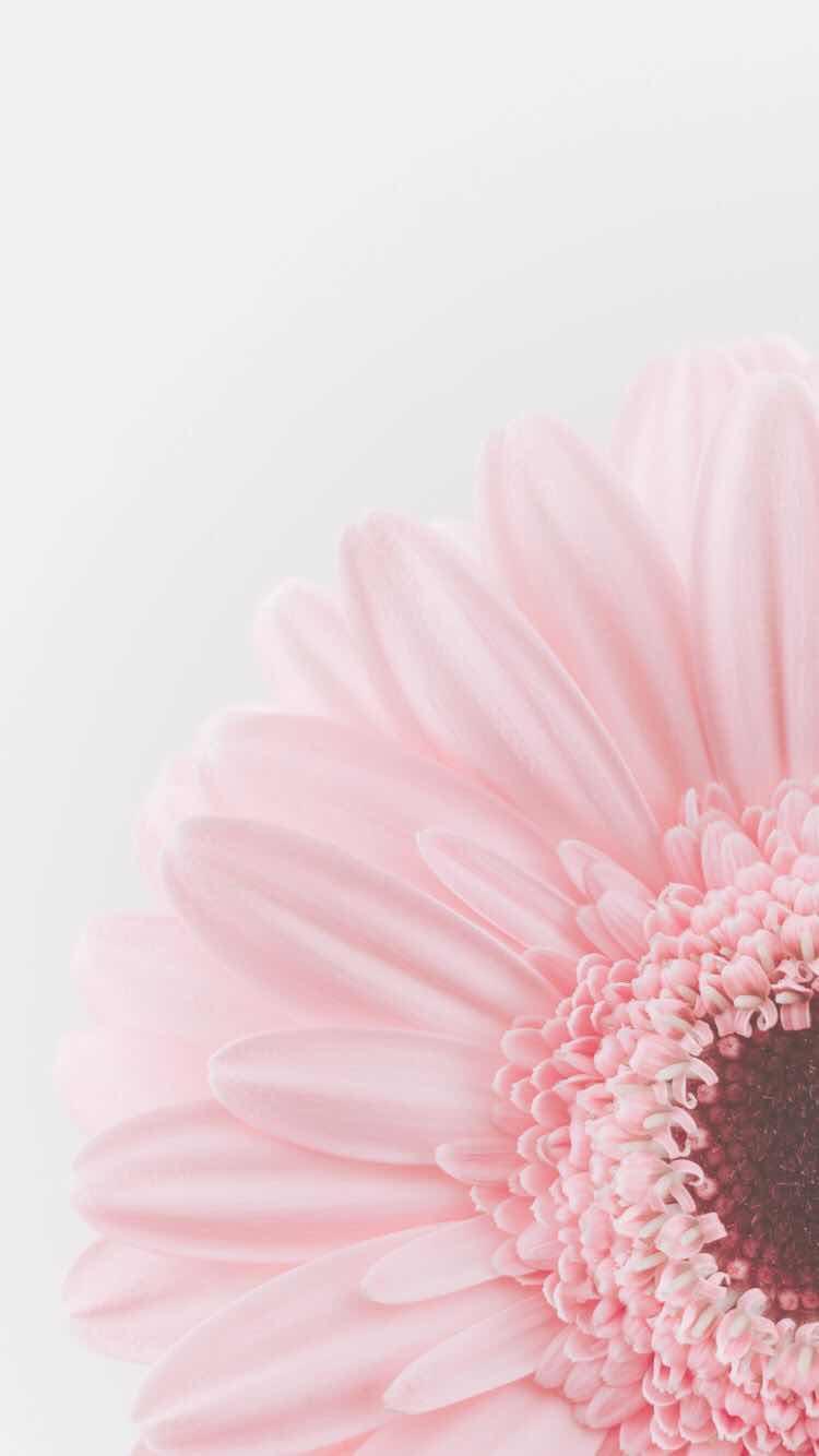 750x1334 Wonderful Pastel Wallpaper