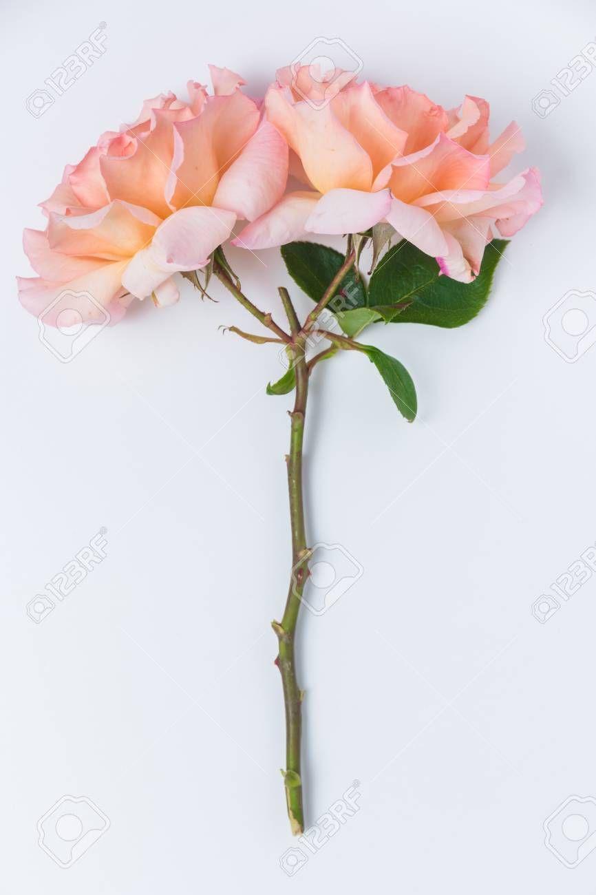 866x1300 Pastel Flowers White Background