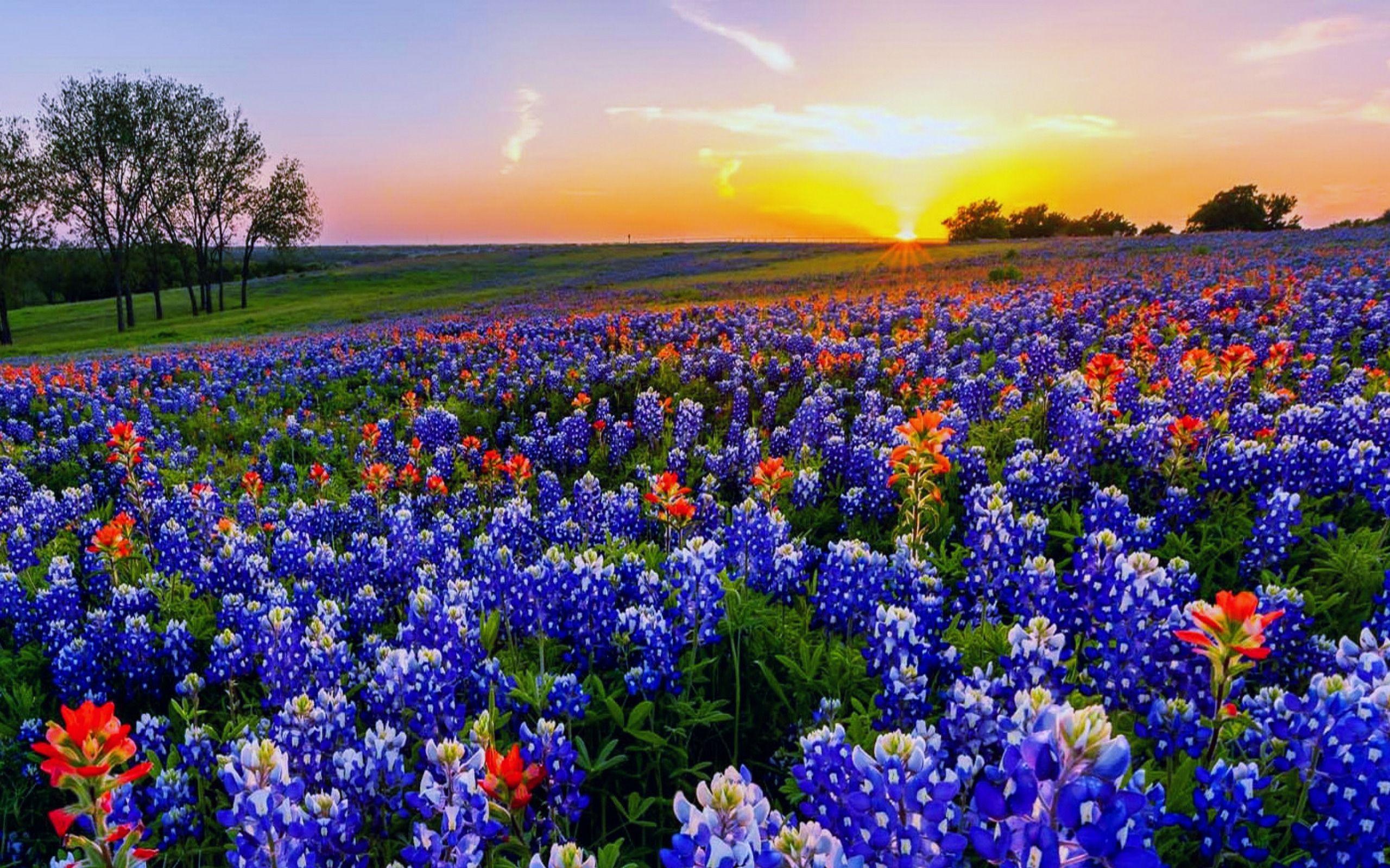 2560x1600 hoa dại Texas