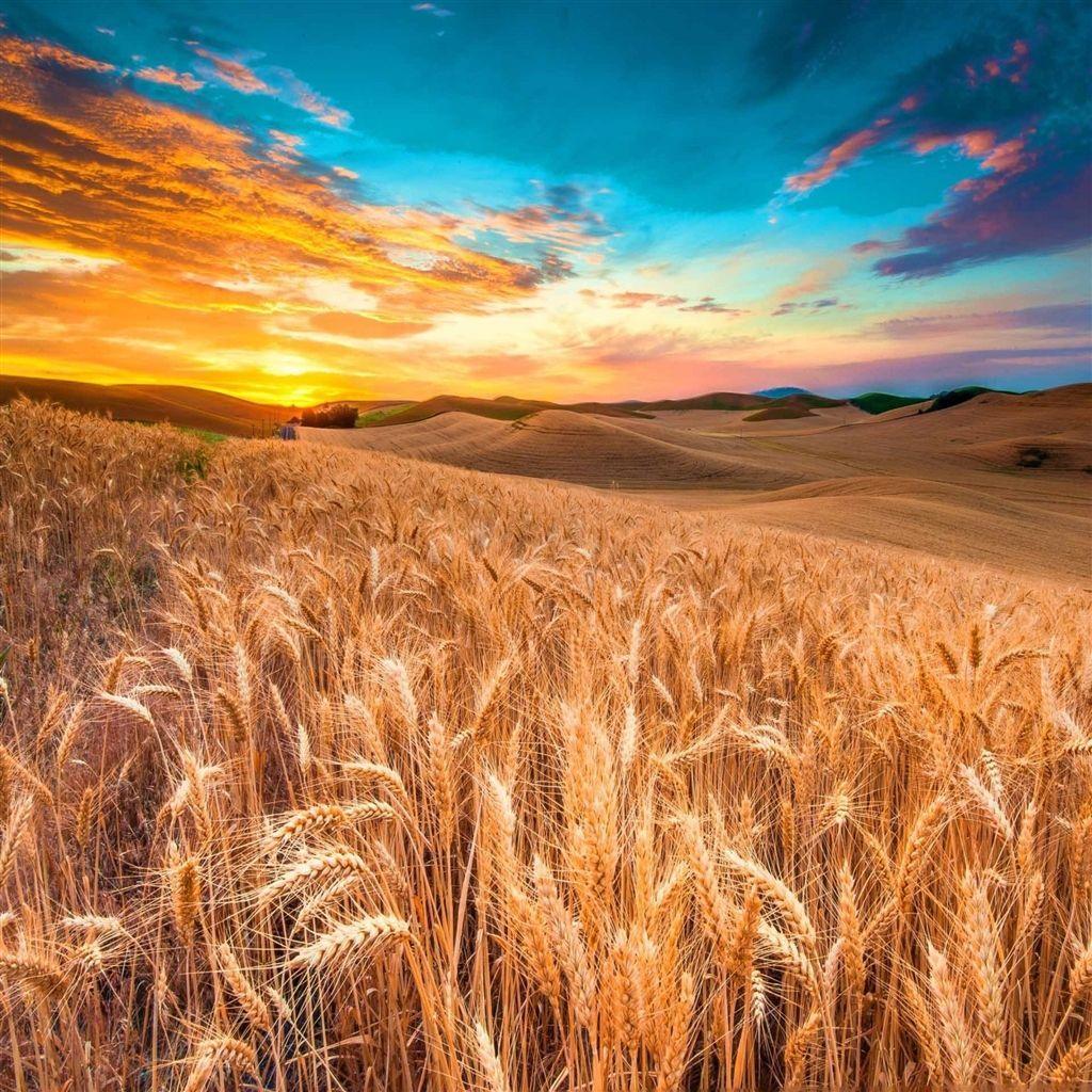 1024x1024 Wheat Meadow Harvest #iPad #Air #Wallpaper. Scenery, Nature wallpaper, Field wallpaper