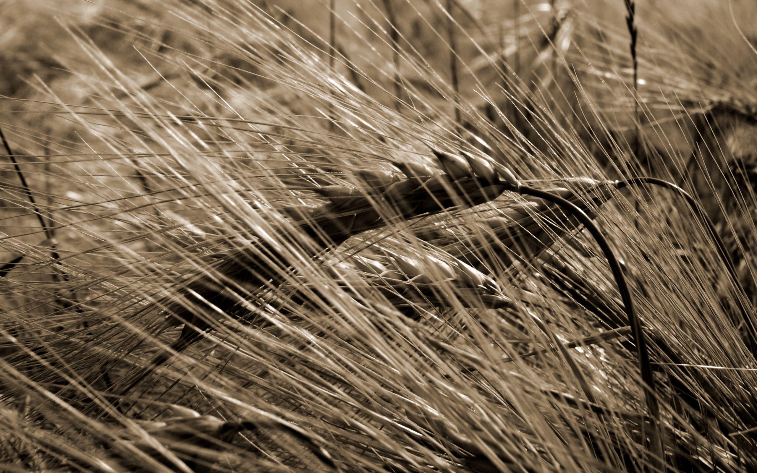 2560x1600 Wheat Harvest Wallpaper Other Nature Wallpaper in jpg format for free download