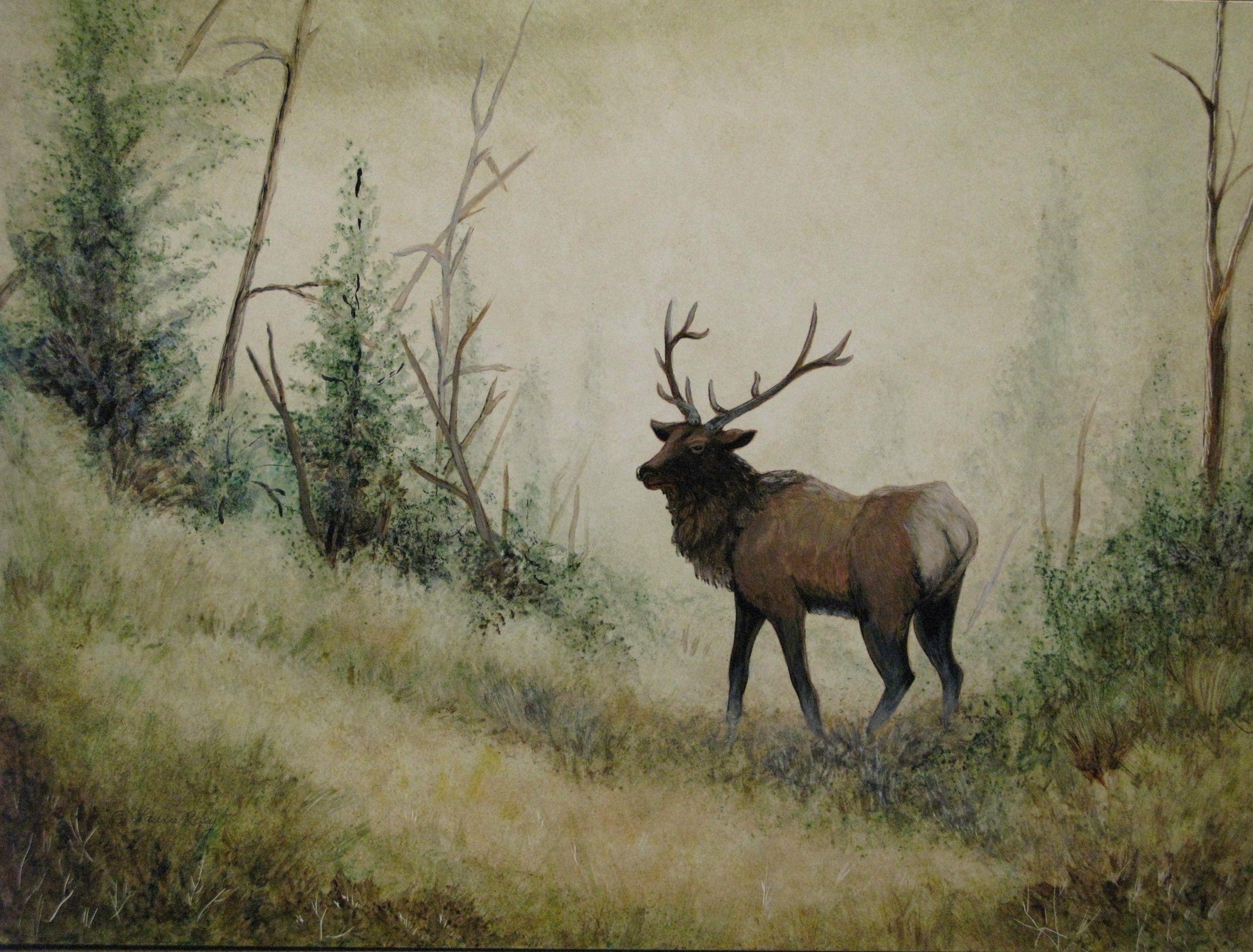 3568x2711 Bull elk elks deer (19) wallpaperx2711