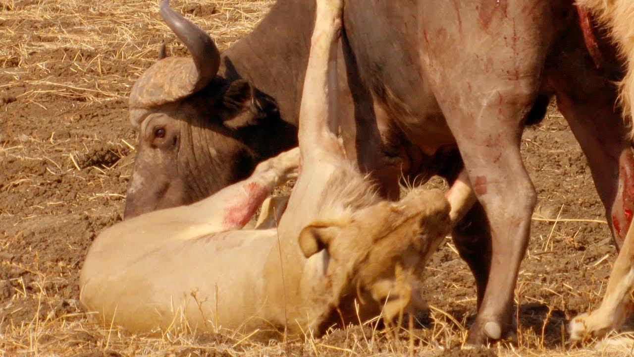 1280x720 Epic Battle Between Lions and Bull