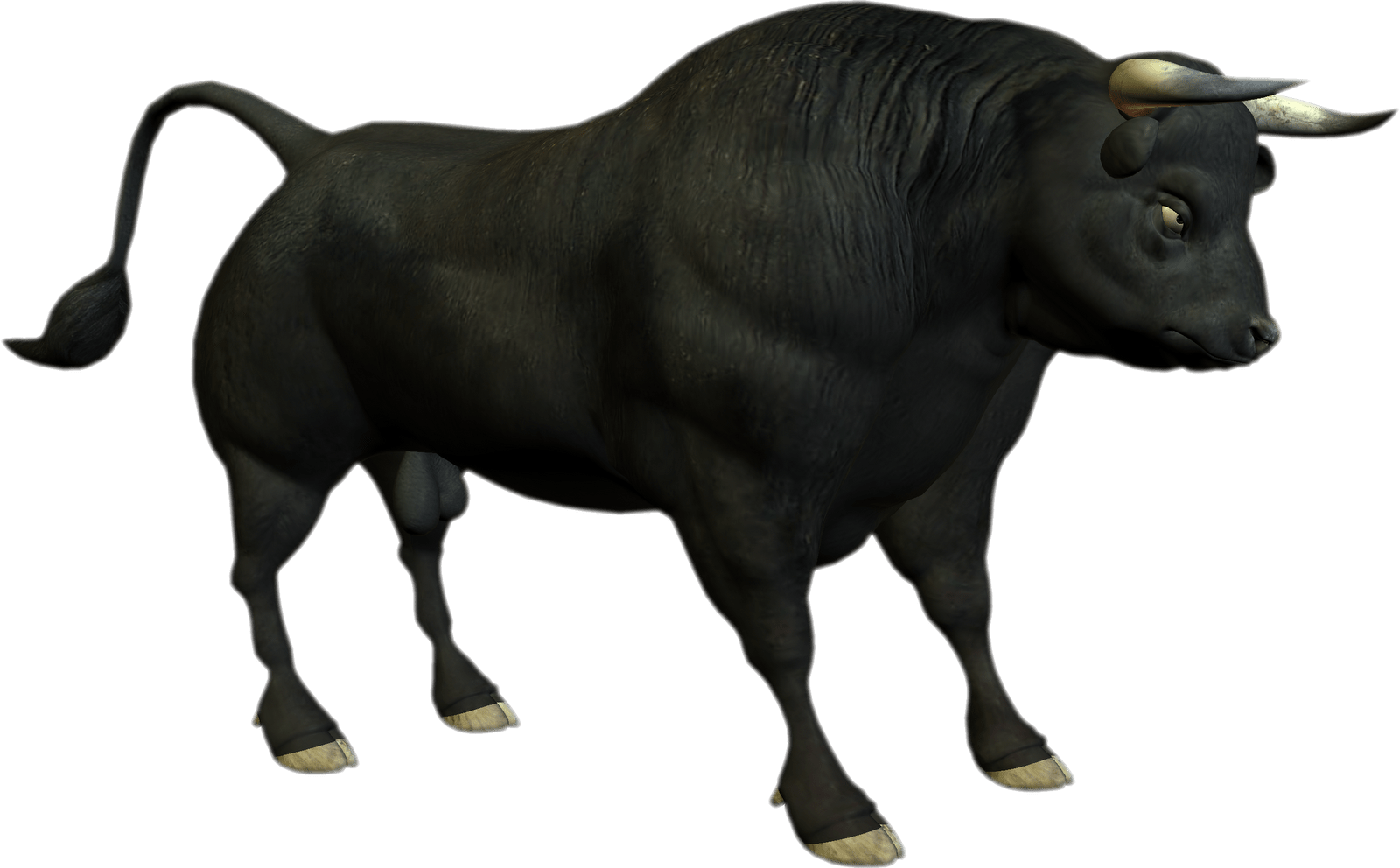 1600x992 Bull White Background HD