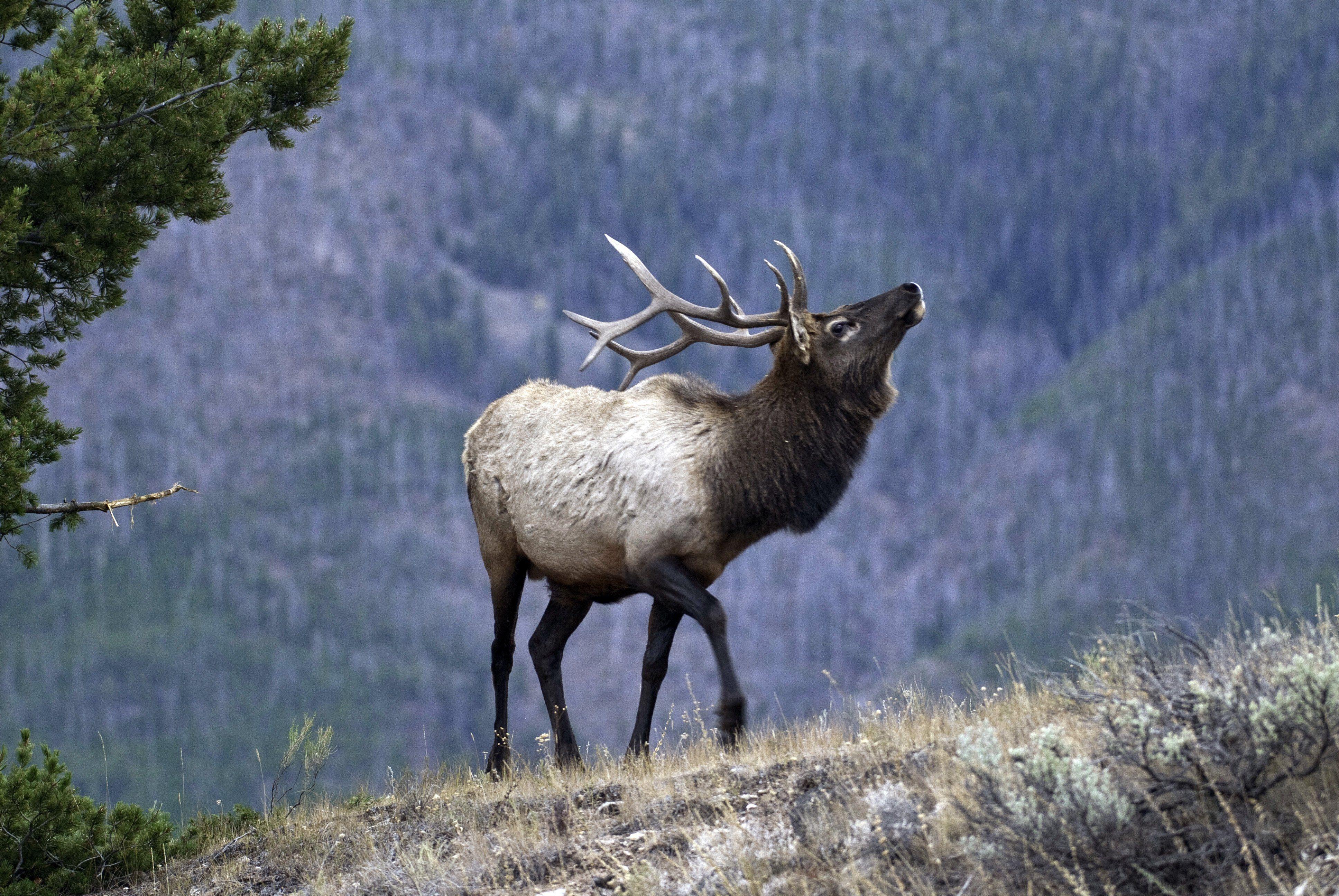 3872x2592 Bull elk elks deer (21) wallpaperx2592