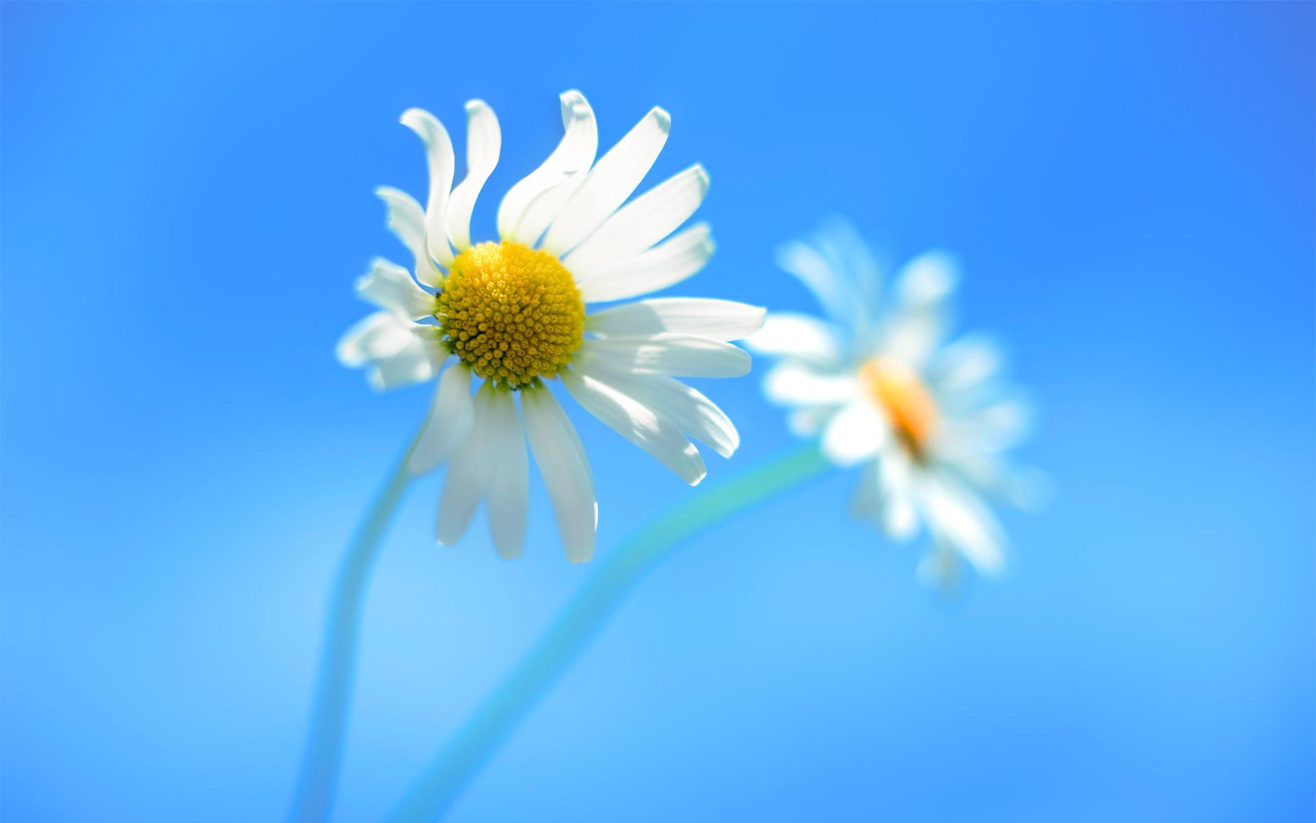 1920x1200 Small Yet Persistent in Life, Blue Background is Clean and Simple, the Flower is More Emphasized
