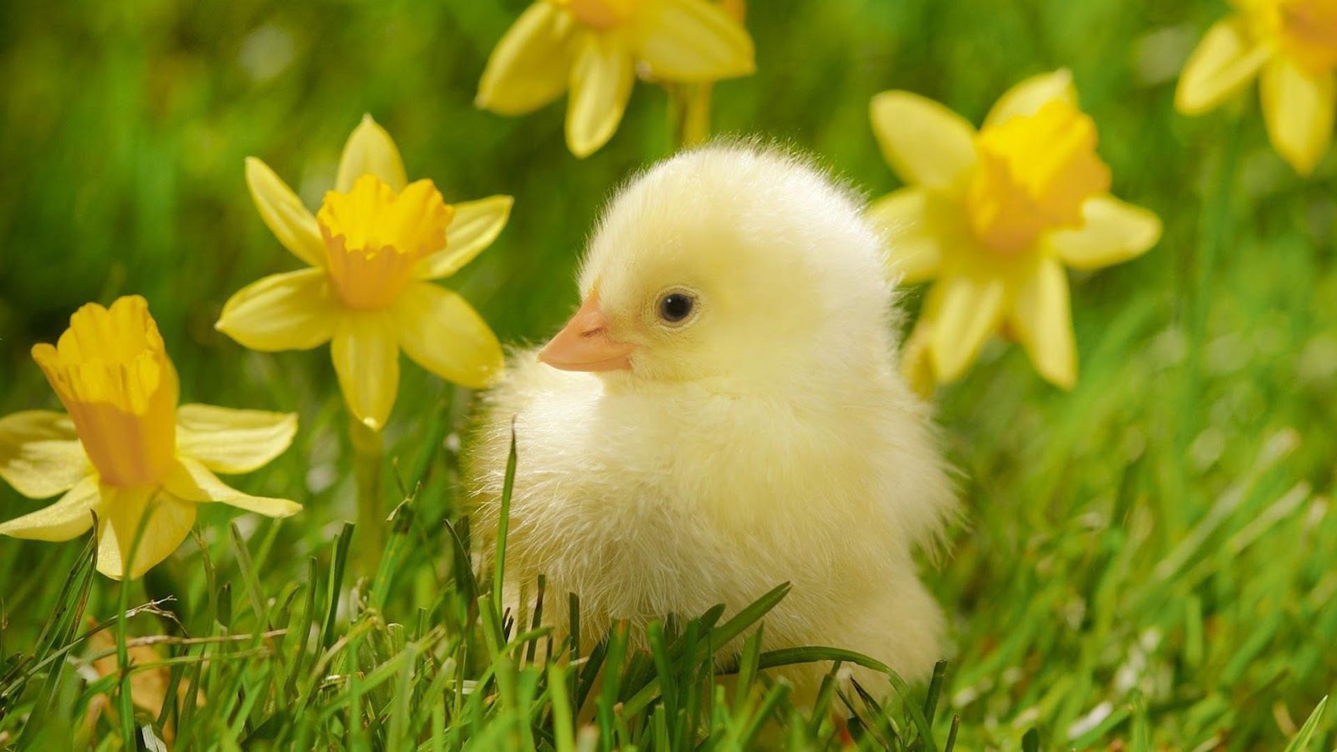 1920x1080 Baby Yellow Chick dễ thương đang ở trên bãi cỏ xanh với nền hoa màu vàng Động vật Hình nền máy tính HD: Màn hình rộng: Độ nét cao: Toàn màn hình