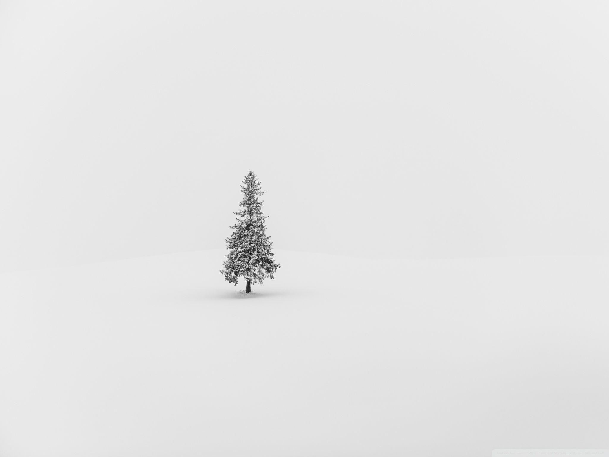 2048x1536 Merry and Alone Ultra HD Desktop Background Wallpaper for : Multi Display, Dual Monitor : Tablet