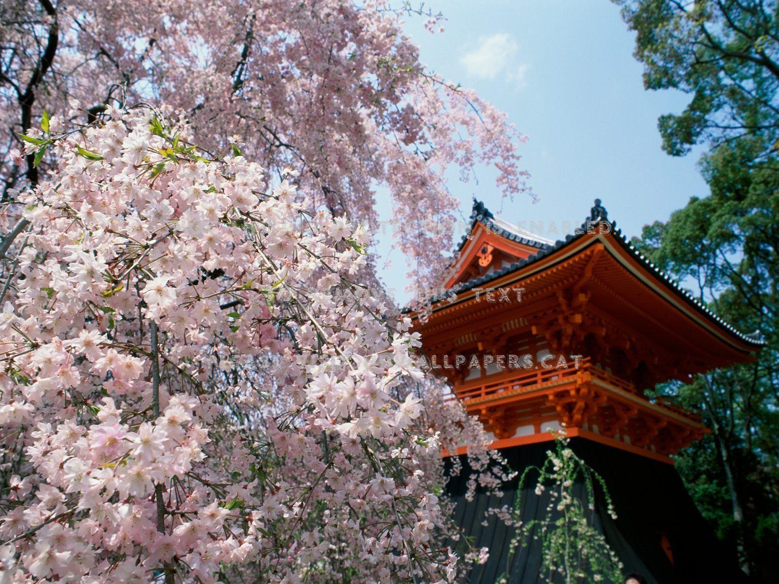 1600x1200 ninnaji temple japan kyoto japanese