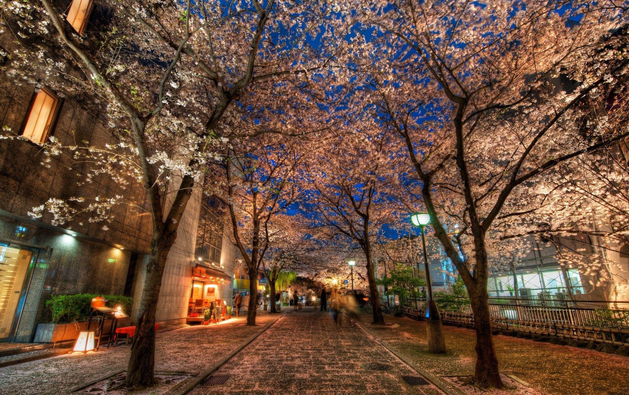 2550x1601 Japan Kyoto Street Wallpaper:2550x1601