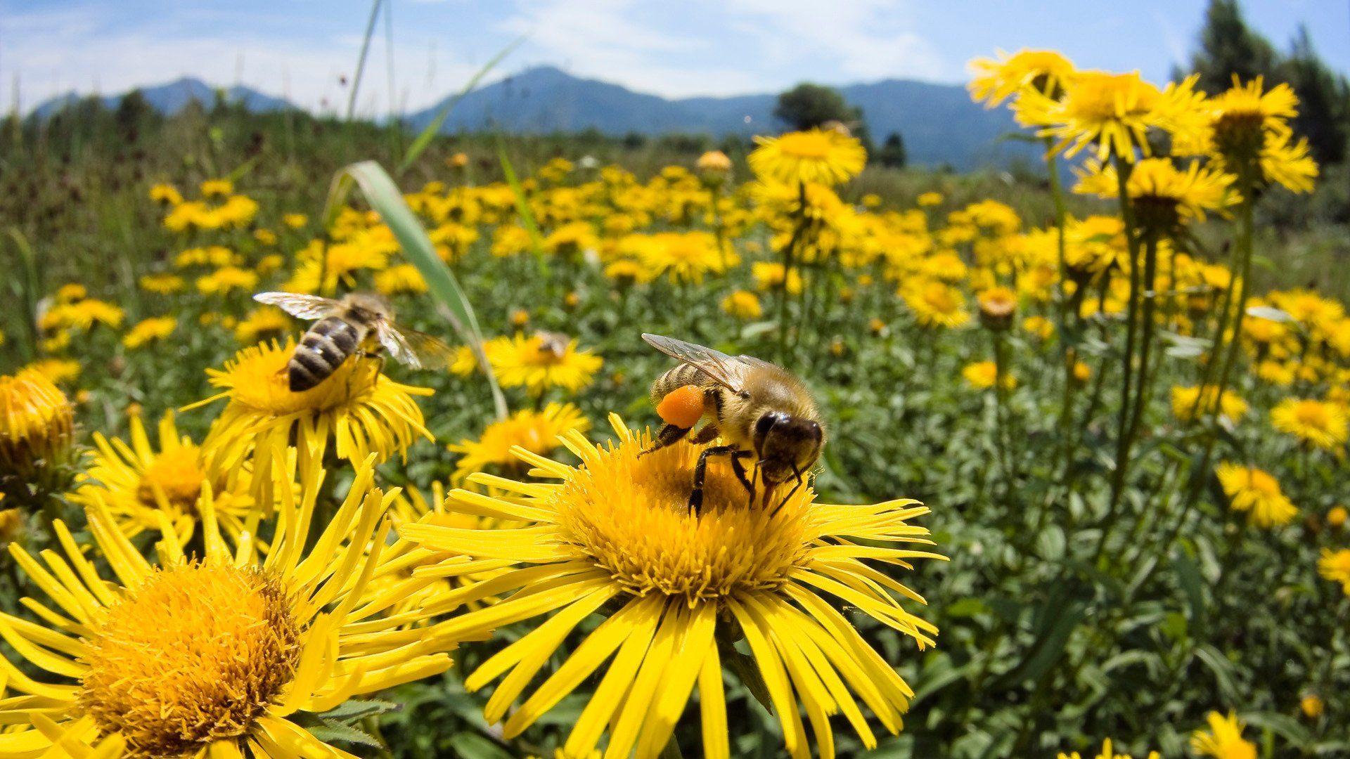 1920x1080 Bee insect bees flower flowers wallpaperx1080