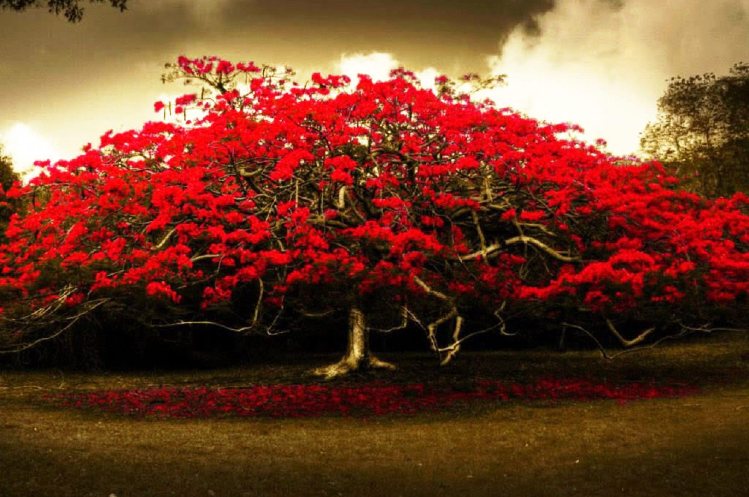 2560x1700 Free download red flowers tree HD wallpaper cute Wallpaper [2560x1920] for your Desktop, Mobile & Tablet. Explore Red Flowers Wallpaper. Red Wallpaper Background, Pink Flower Wallpaper, Green Flower Wallpaper
