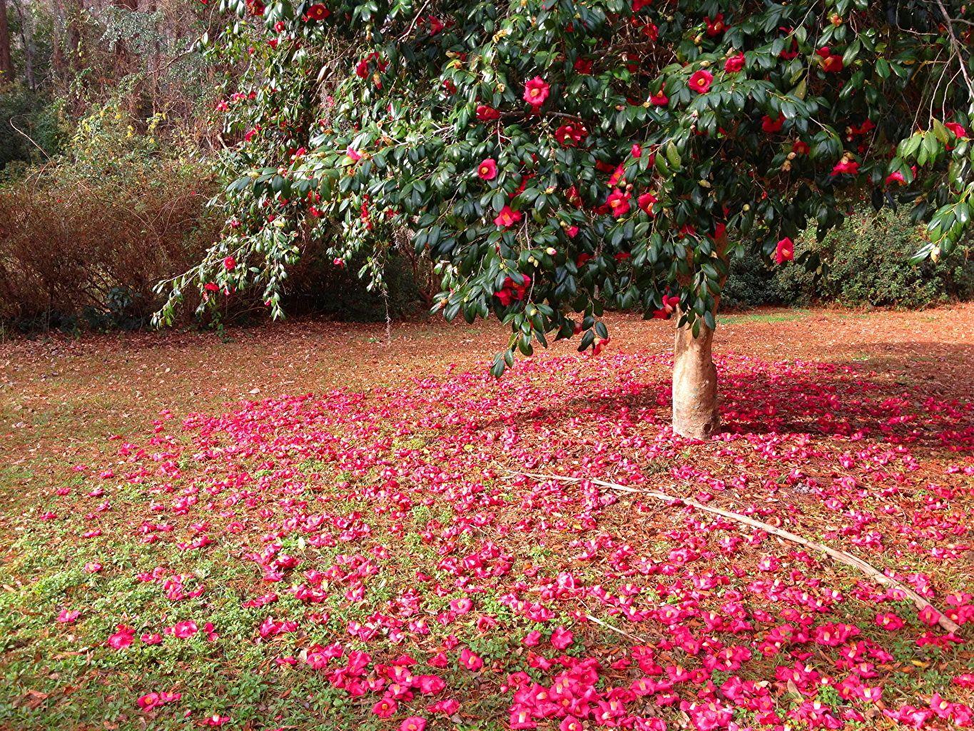 1365x1024 Desktop Wallpaper Petals flower Camellia Trees