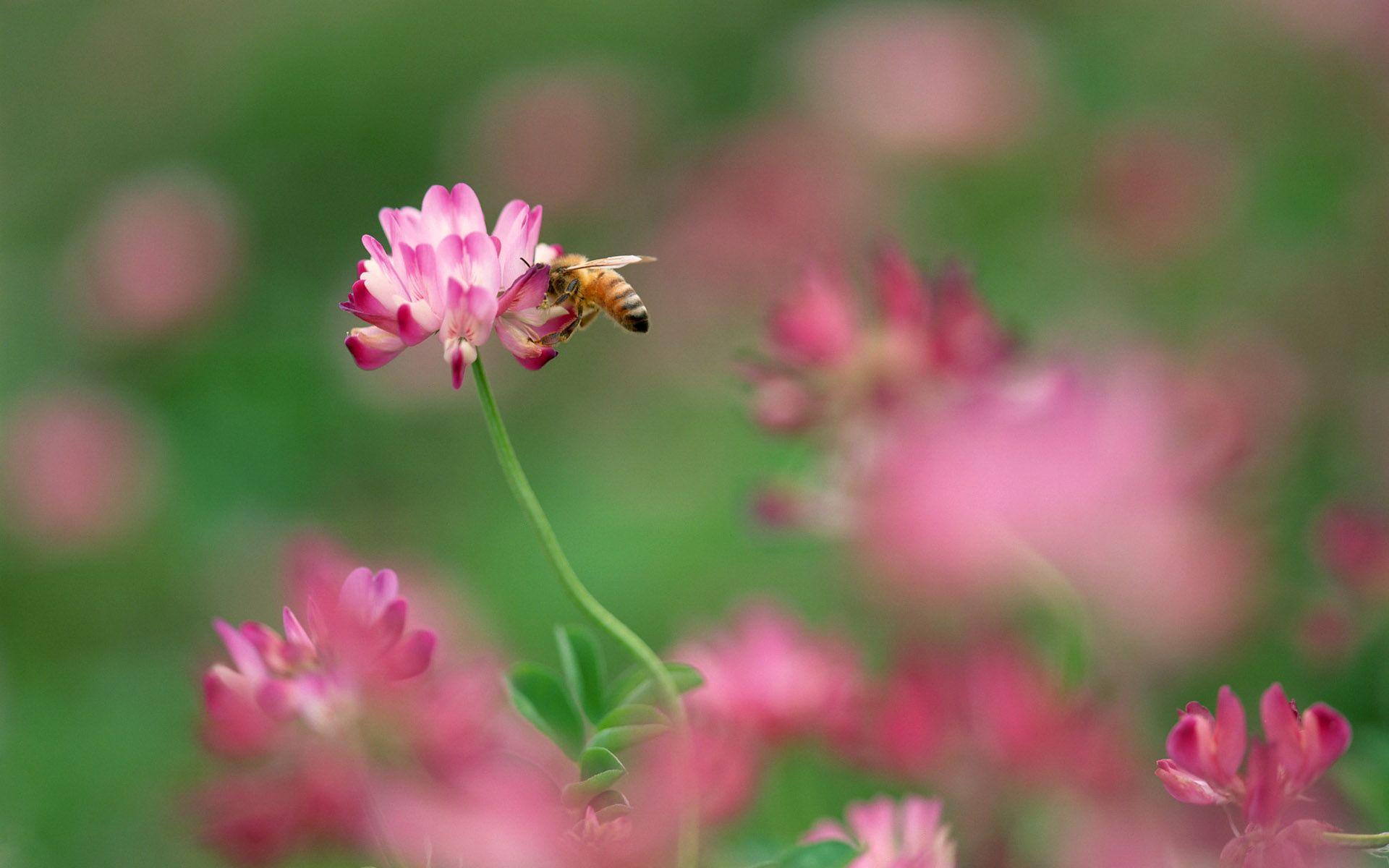 1920x1200 Bee and pink flower wallpaper. Bee and pink flower