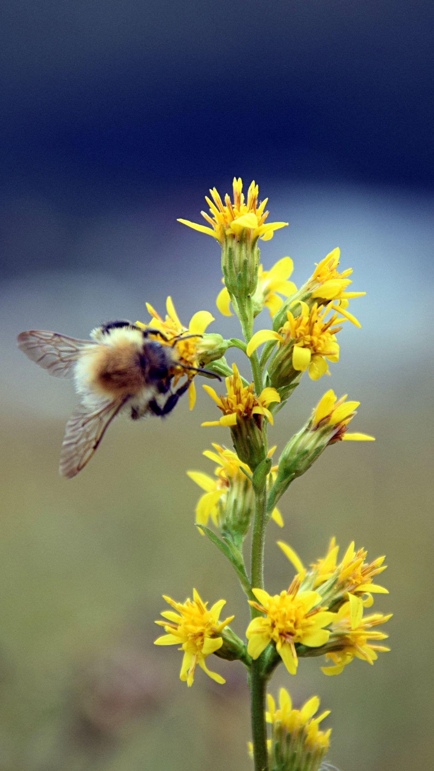 1440x2560 Download wallpaper 1440x2560 bumble bee, flower, insect, blur qhd samsung galaxy s s edge, note, lg g4 HD background