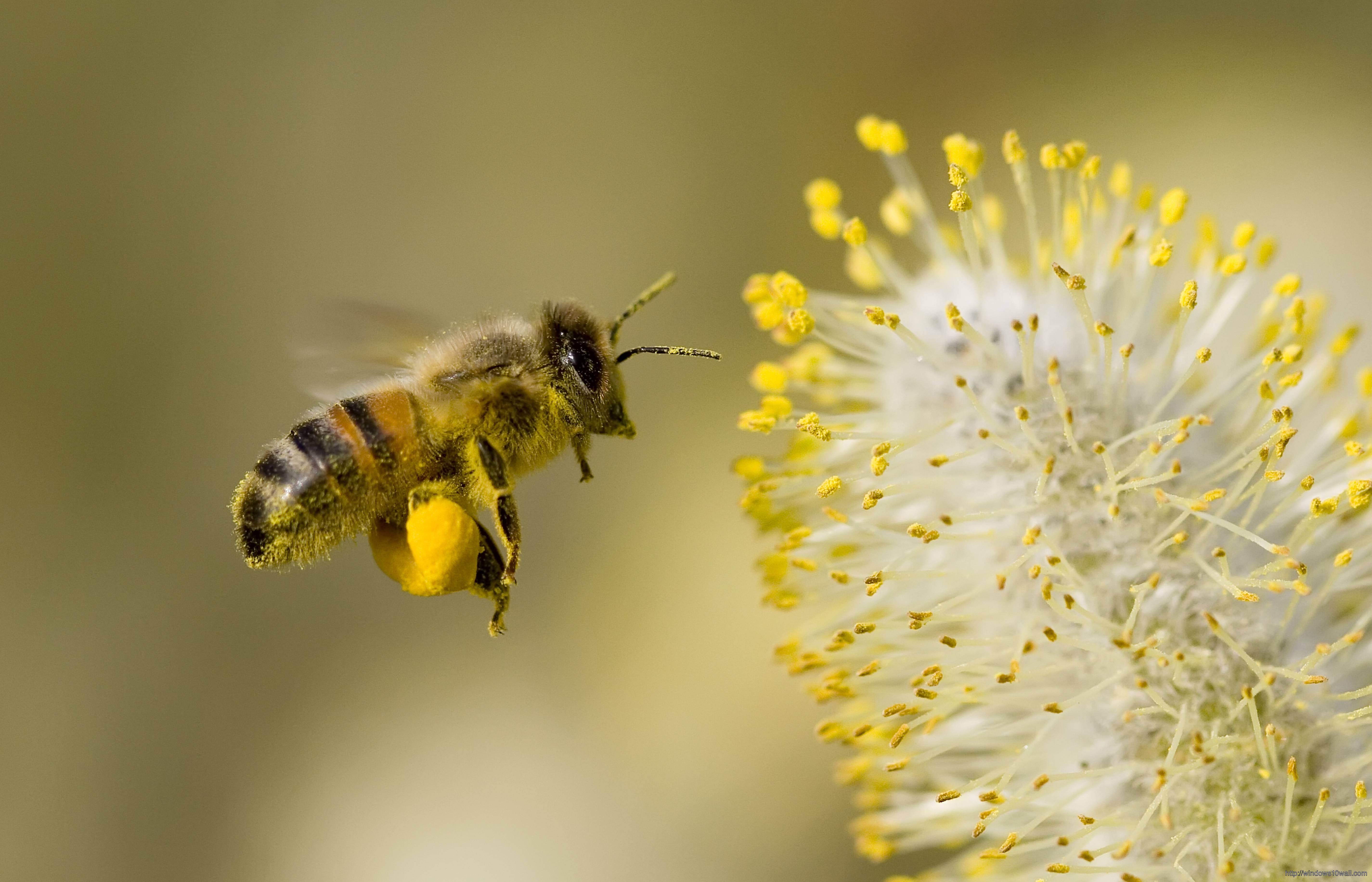 5700x3666 Bee On Flower Wallpaper
