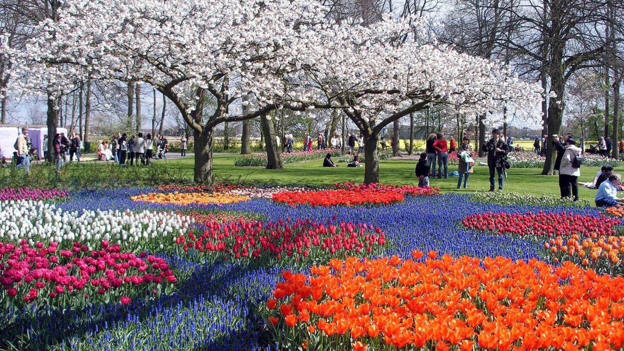 1280x720 Tulips, Horror, Tree, Beautiful, Park, Peoples, Trees, Flower, Cool Image HD Nature Wallpaper, colourful