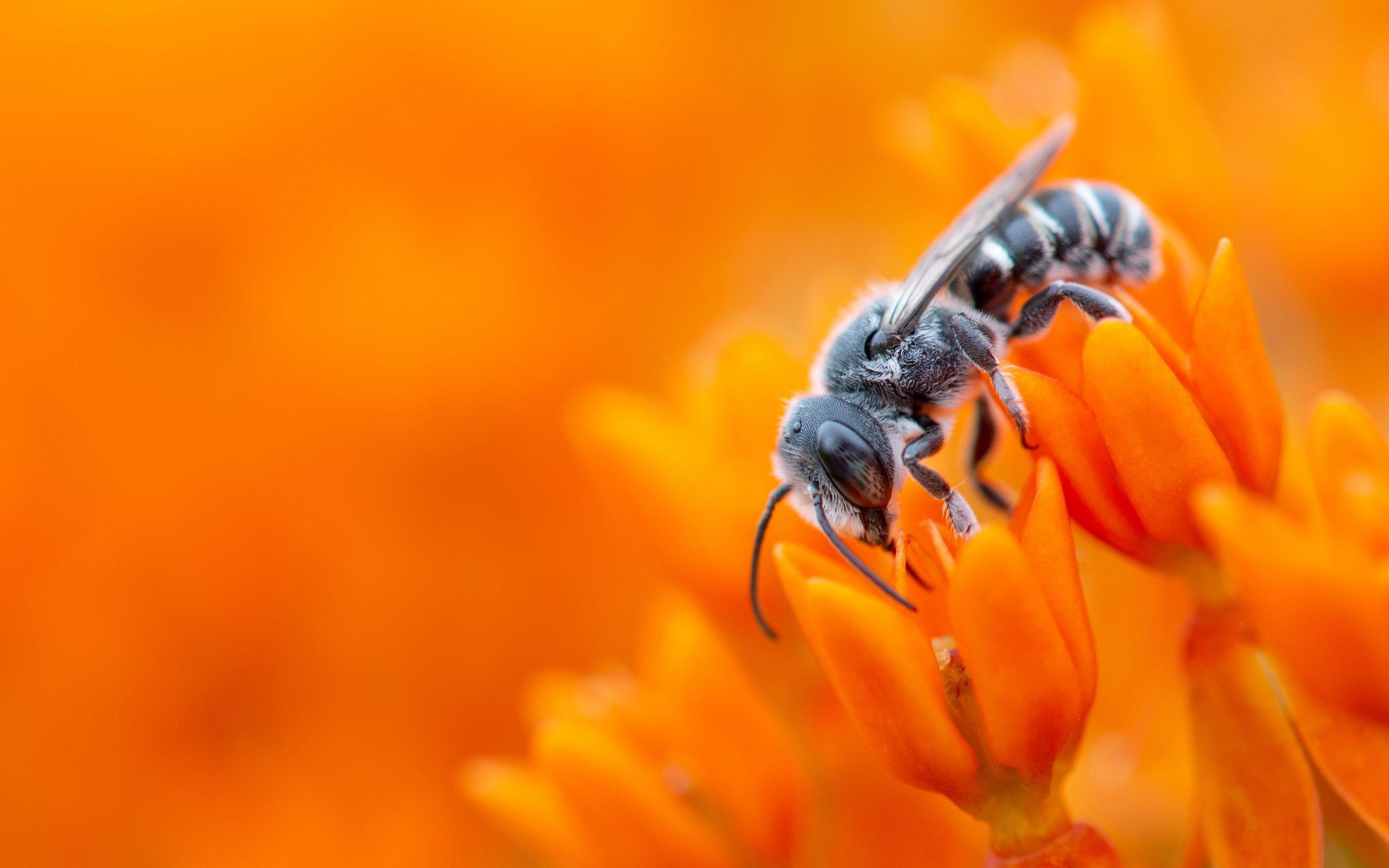 Bee and Flower Wallpapers - Top Free Bee and Flower Backgrounds ...